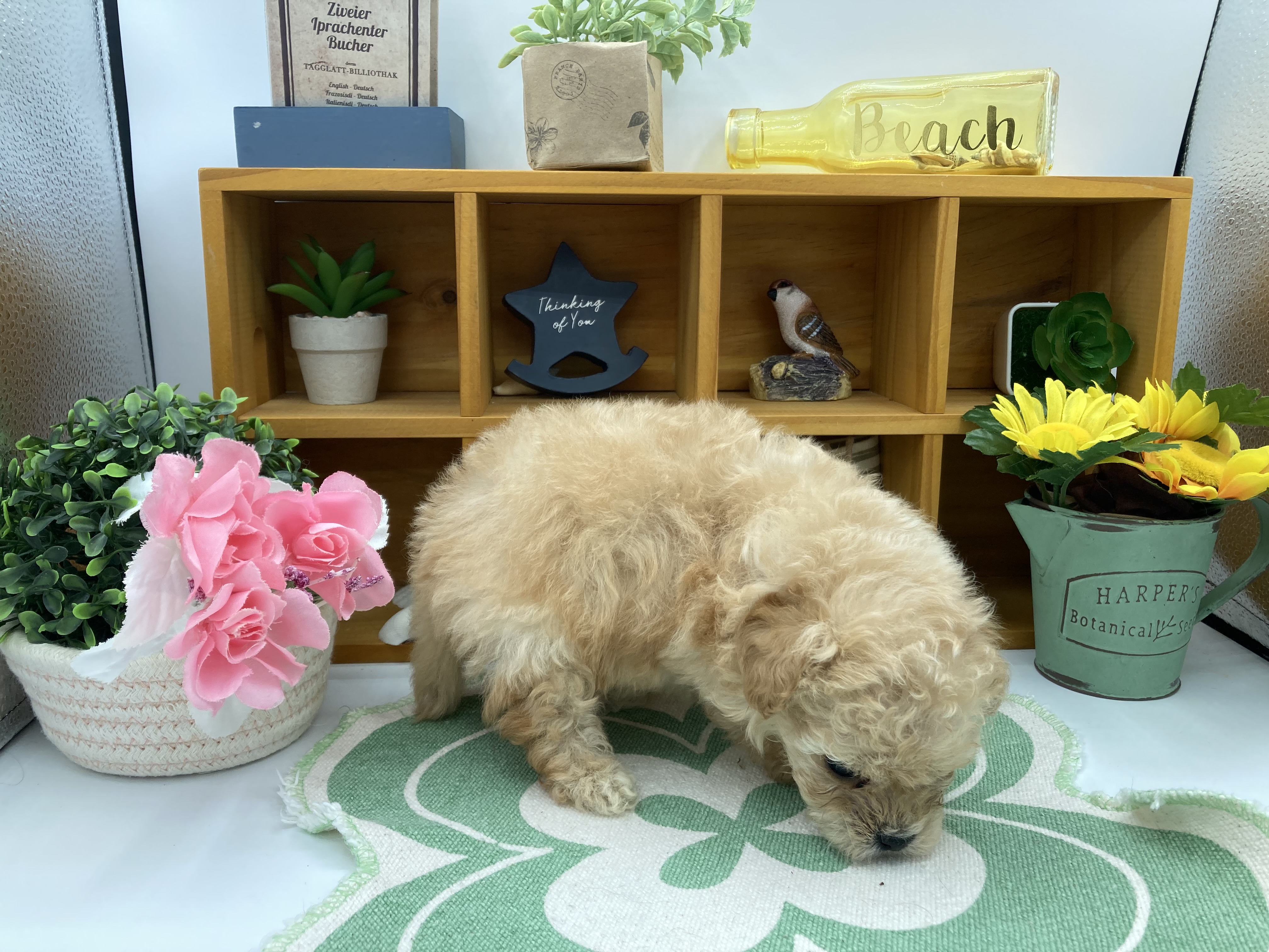 静岡県のハーフ犬・ミックス犬 (ペッツワン清水店/2025年10月8日生まれ/男の子/アプリコット)の子犬の2枚目の画像