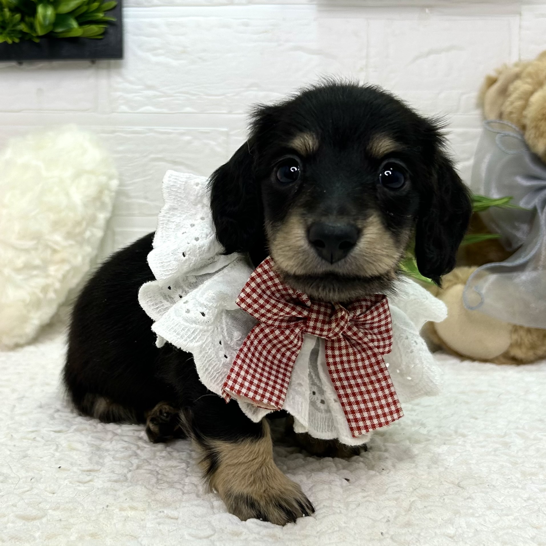 大阪府のミニチュアダックスフンド(ロング) (ペッツワン東大阪店/2025年10月28日生まれ/女の子/ブラックタン)の子犬の1枚目の画像