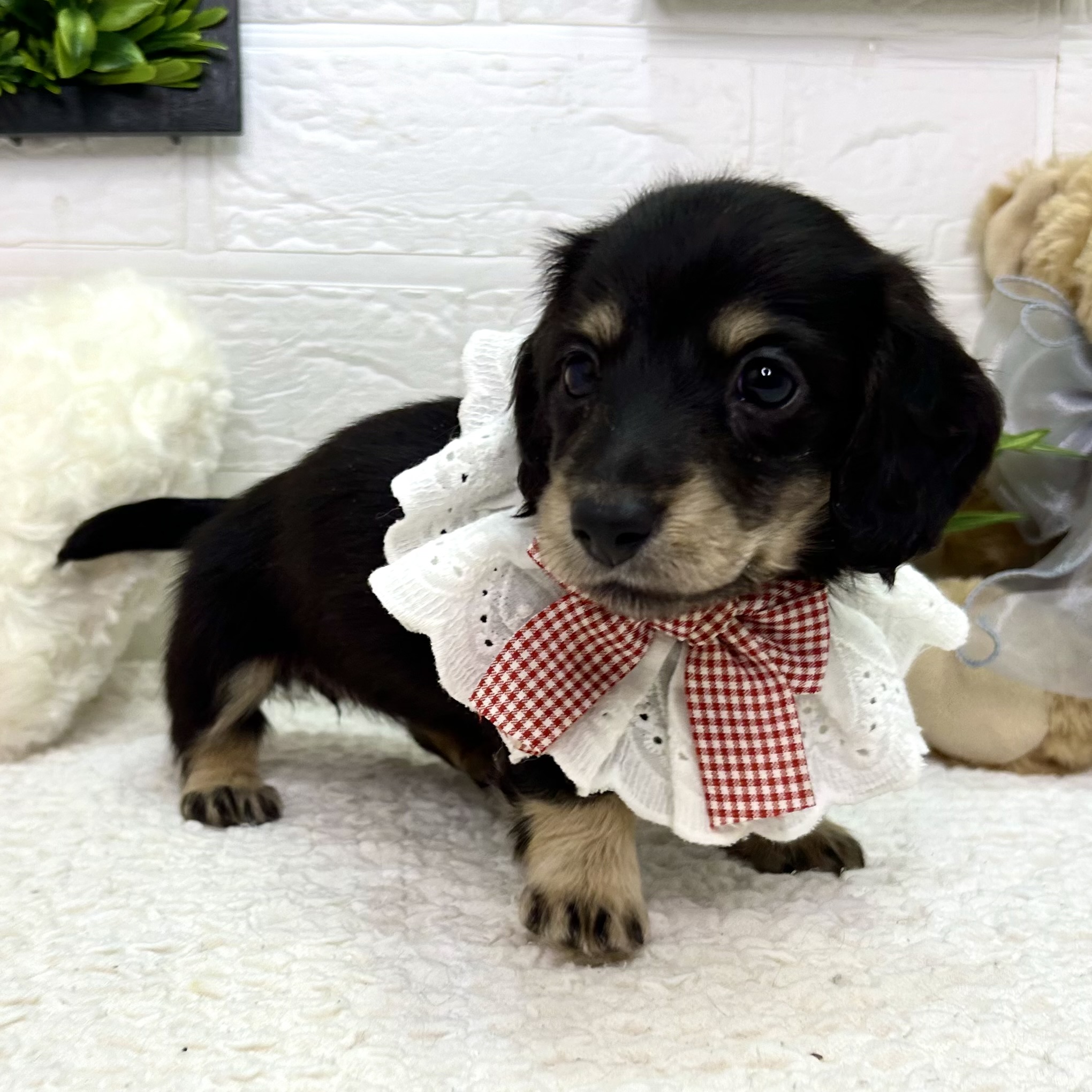 大阪府のミニチュアダックスフンド(ロング) (ペッツワン東大阪店/2025年10月28日生まれ/女の子/ブラックタン)の子犬の3枚目の画像