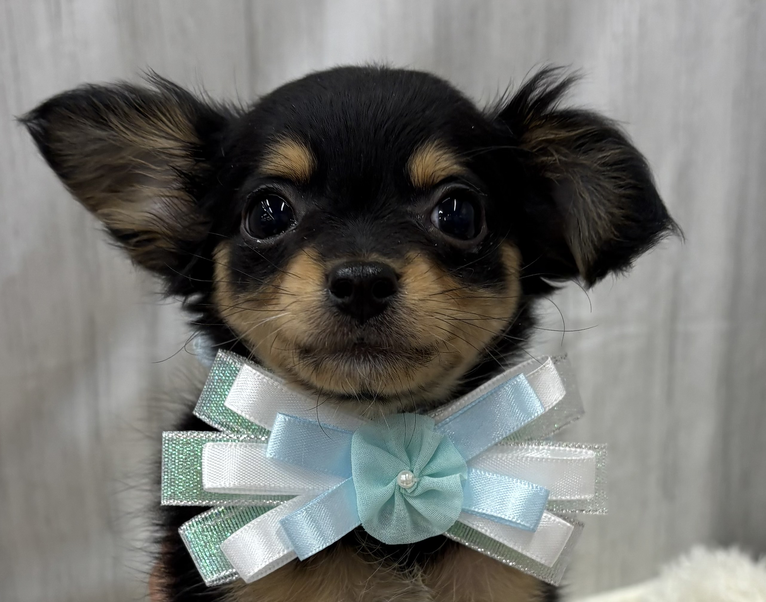 千葉県のチワワ(ロング) (ペッツワン佐倉店/2025年10月10日生まれ/女の子/ブラックタン)の子犬