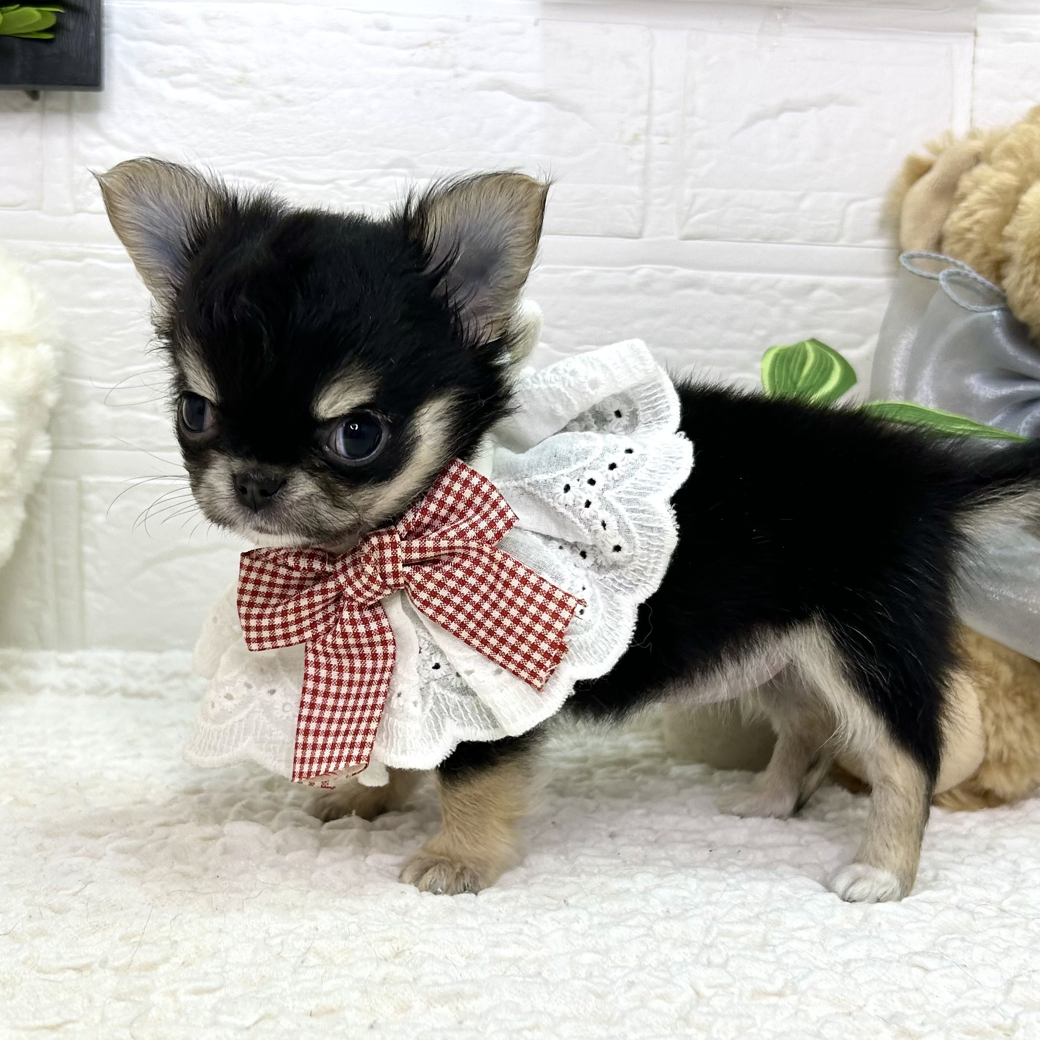 大阪府のチワワ(ロング) (ペッツワン東大阪店/2025年10月26日生まれ/女の子/ブラックホワイト)の子犬の3枚目の画像