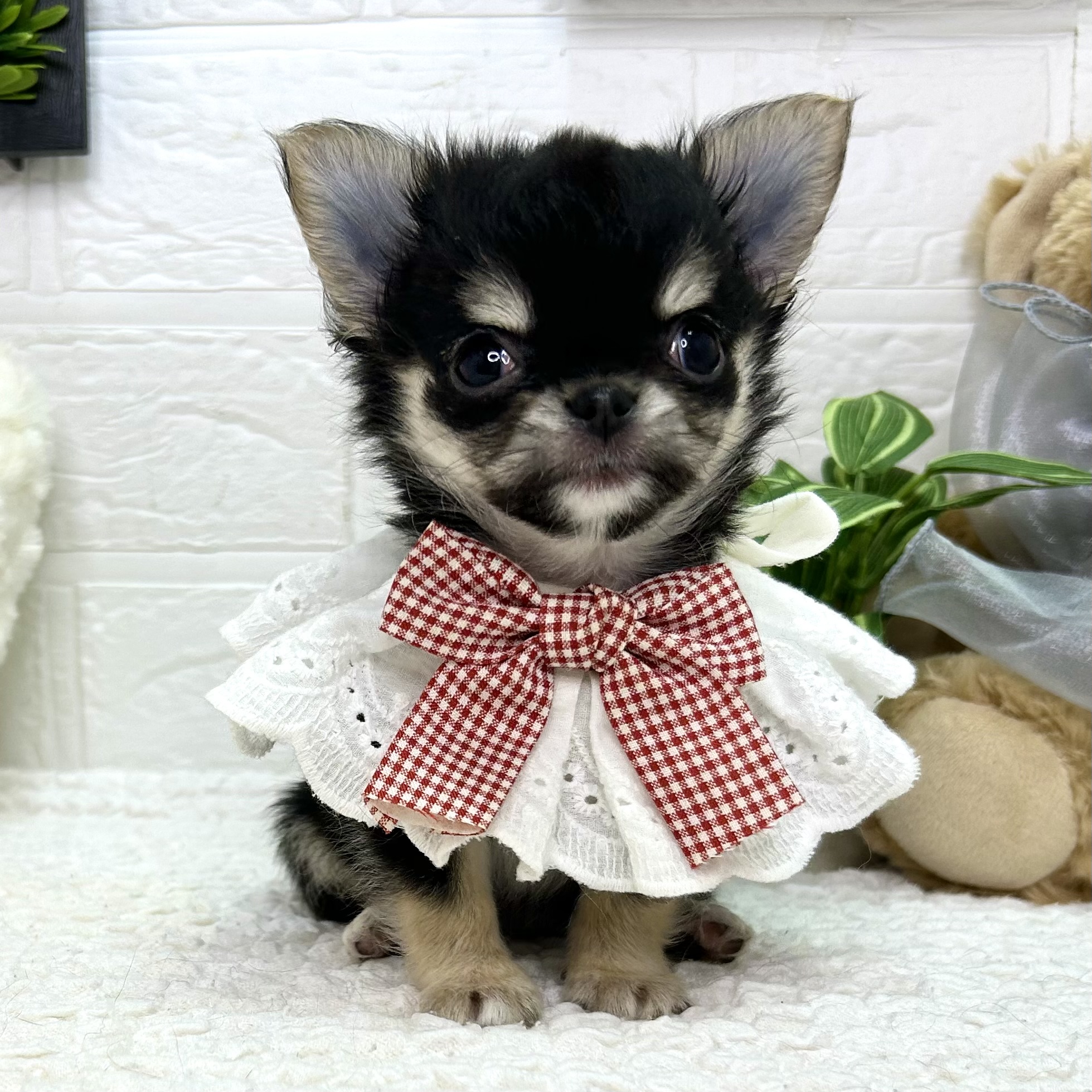 大阪府のチワワ(ロング) (ペッツワン東大阪店/2025年10月26日生まれ/女の子/ブラックホワイト)の子犬の1枚目の画像