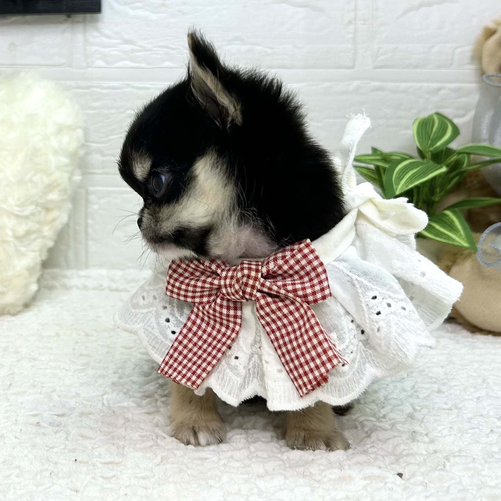 大阪府のチワワ(ロング) (ペッツワン東大阪店/2025年10月26日生まれ/女の子/ブラックホワイト)の子犬の2枚目の画像