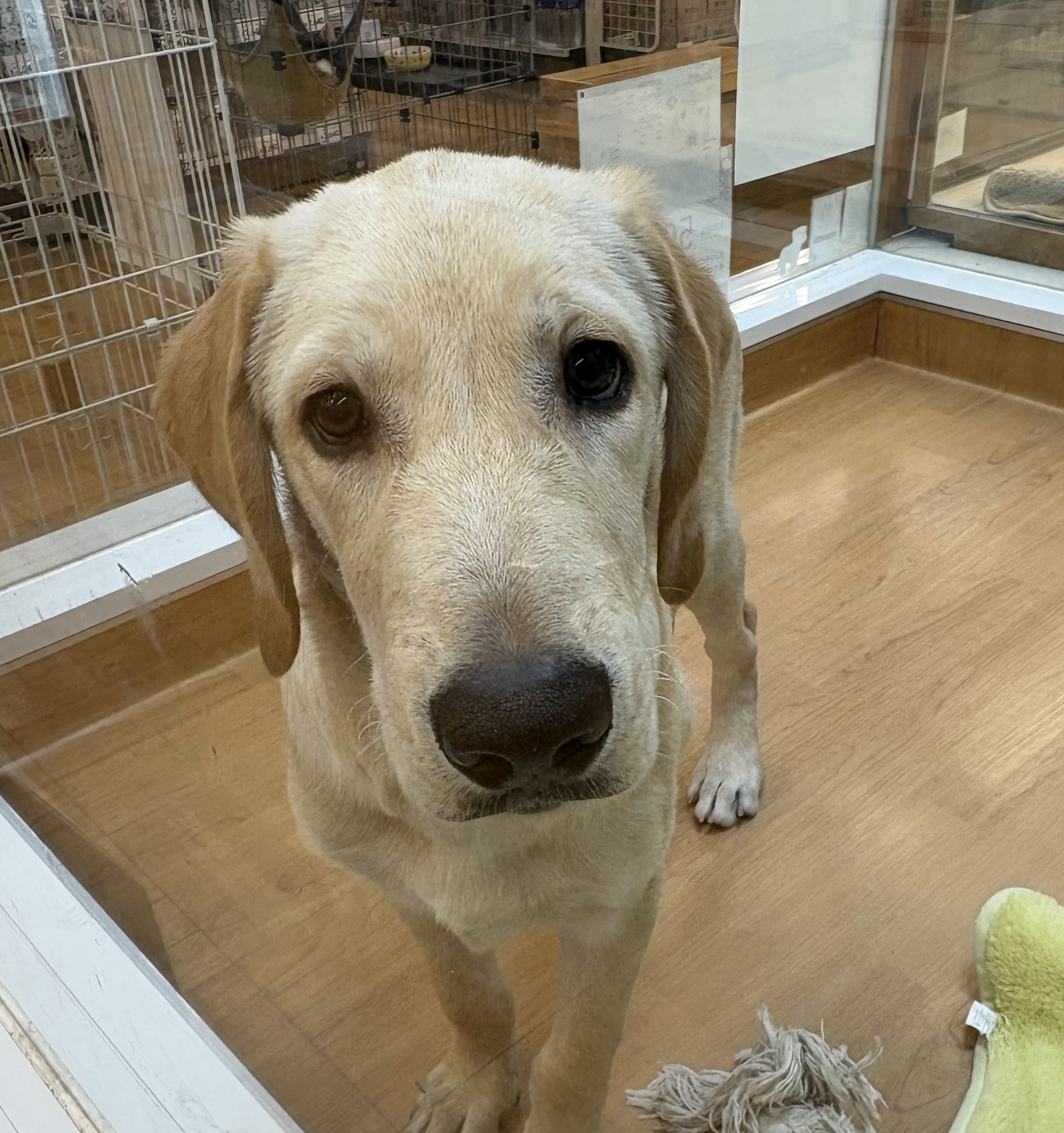 千葉県のハーフ犬・ミックス犬 (ペッツワン佐倉店/2025年8月9日生まれ/男の子/クリーム)の子犬の2枚目の画像