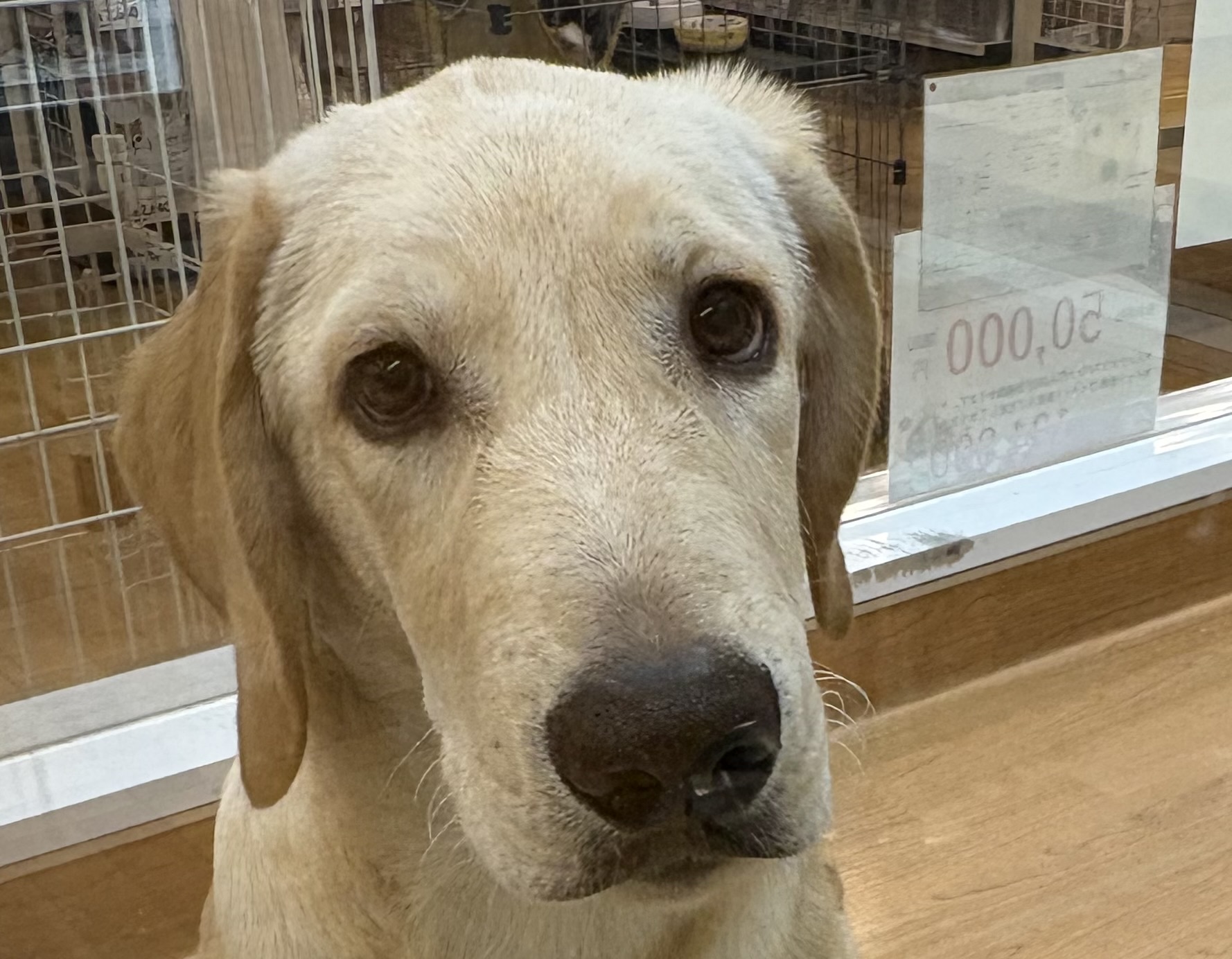 千葉県のハーフ犬・ミックス犬 (ペッツワン佐倉店/2025年8月9日生まれ/男の子/クリーム)の子犬の1枚目の画像