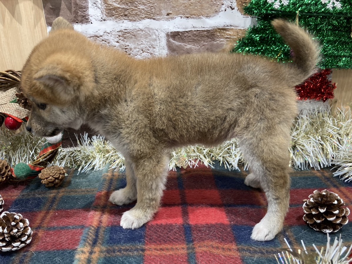 福島県の柴犬(標準サイズ) (ペッツワン会津若松店/2025年10月13日生まれ/女の子/レッド)の子犬の2枚目の画像
