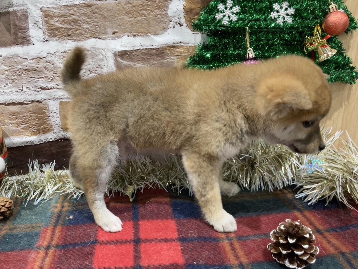 福島県の柴犬(標準サイズ) (ペッツワン会津若松店/2025年10月13日生まれ/女の子/レッド)の子犬の3枚目の画像