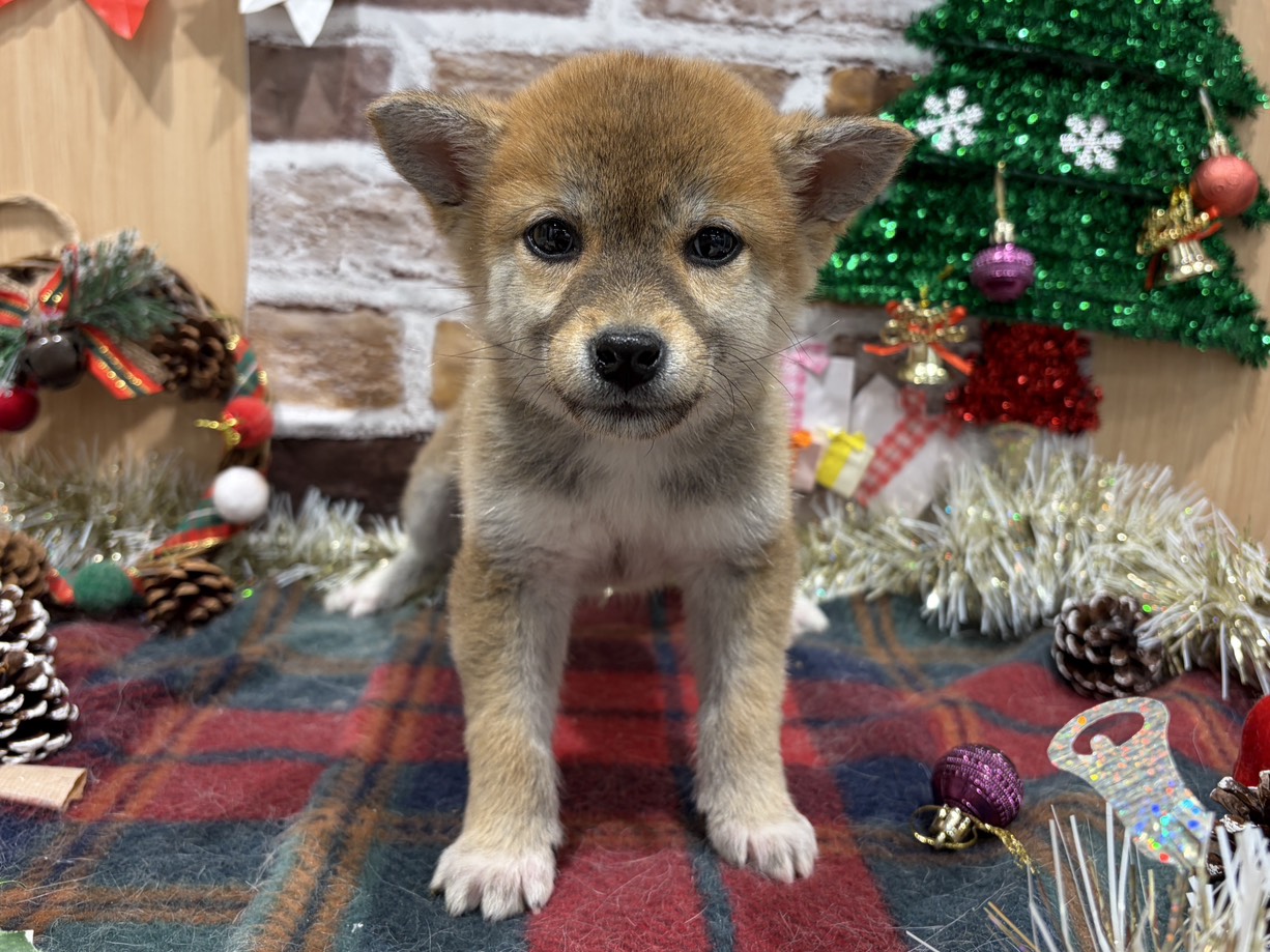 福島県の柴犬(標準サイズ) (ペッツワン会津若松店/2025年10月13日生まれ/女の子/レッド)の子犬の1枚目の画像