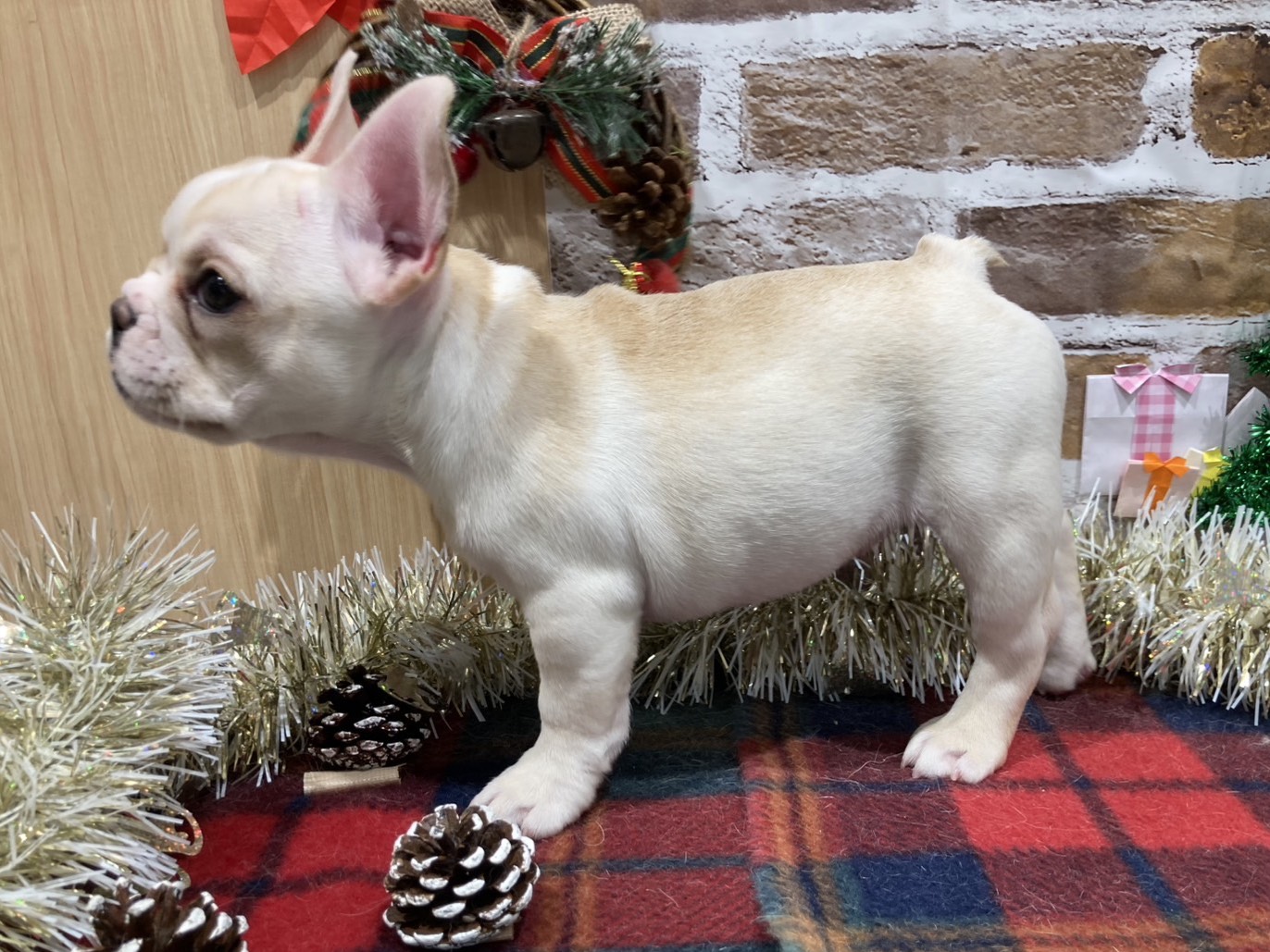 福島県のフレンチブルドッグ (ペッツワン会津若松店/2025年10月22日生まれ/女の子/ホワイト)の子犬の3枚目の画像