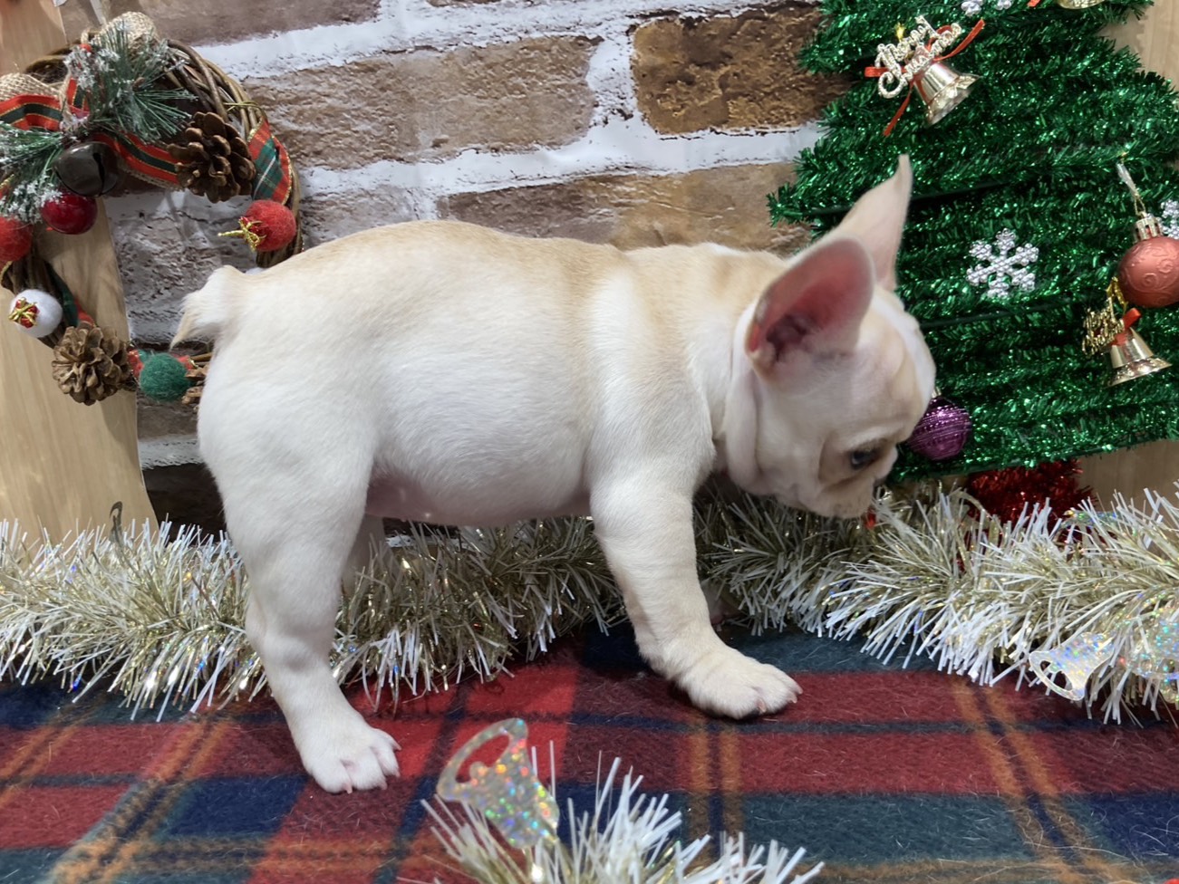 福島県のフレンチブルドッグ (ペッツワン会津若松店/2025年10月22日生まれ/女の子/ホワイト)の子犬の2枚目の画像