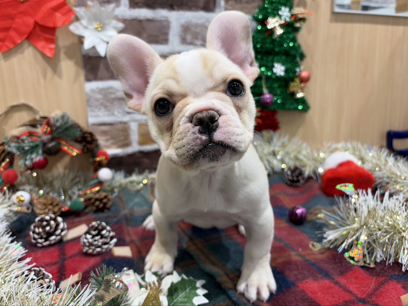 福島県のフレンチブルドッグ (ペッツワン会津若松店/2025年10月22日生まれ/女の子/ホワイト)の子犬の1枚目の画像