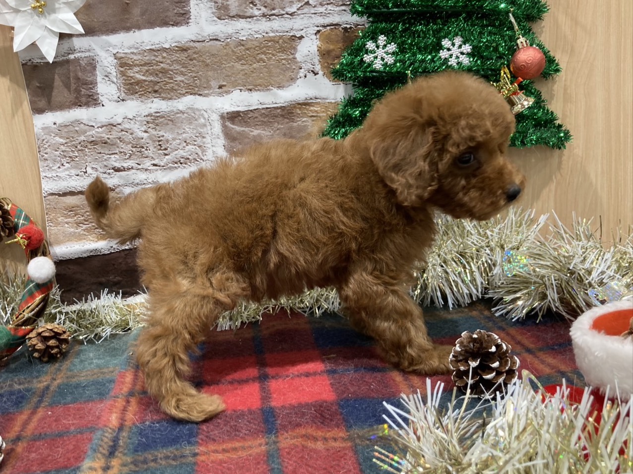 福島県のトイプードル(トイ) (ペッツワン会津若松店/2025年10月24日生まれ/女の子/レッド)の子犬の3枚目の画像