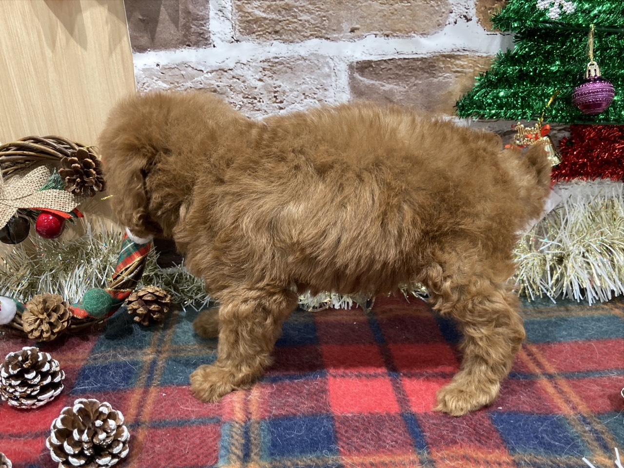 福島県のトイプードル(トイ) (ペッツワン会津若松店/2025年10月24日生まれ/女の子/レッド)の子犬の2枚目の画像