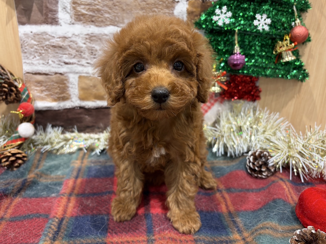 福島県のトイプードル(トイ) (ペッツワン会津若松店/2025年10月24日生まれ/女の子/レッド)の子犬の1枚目の画像