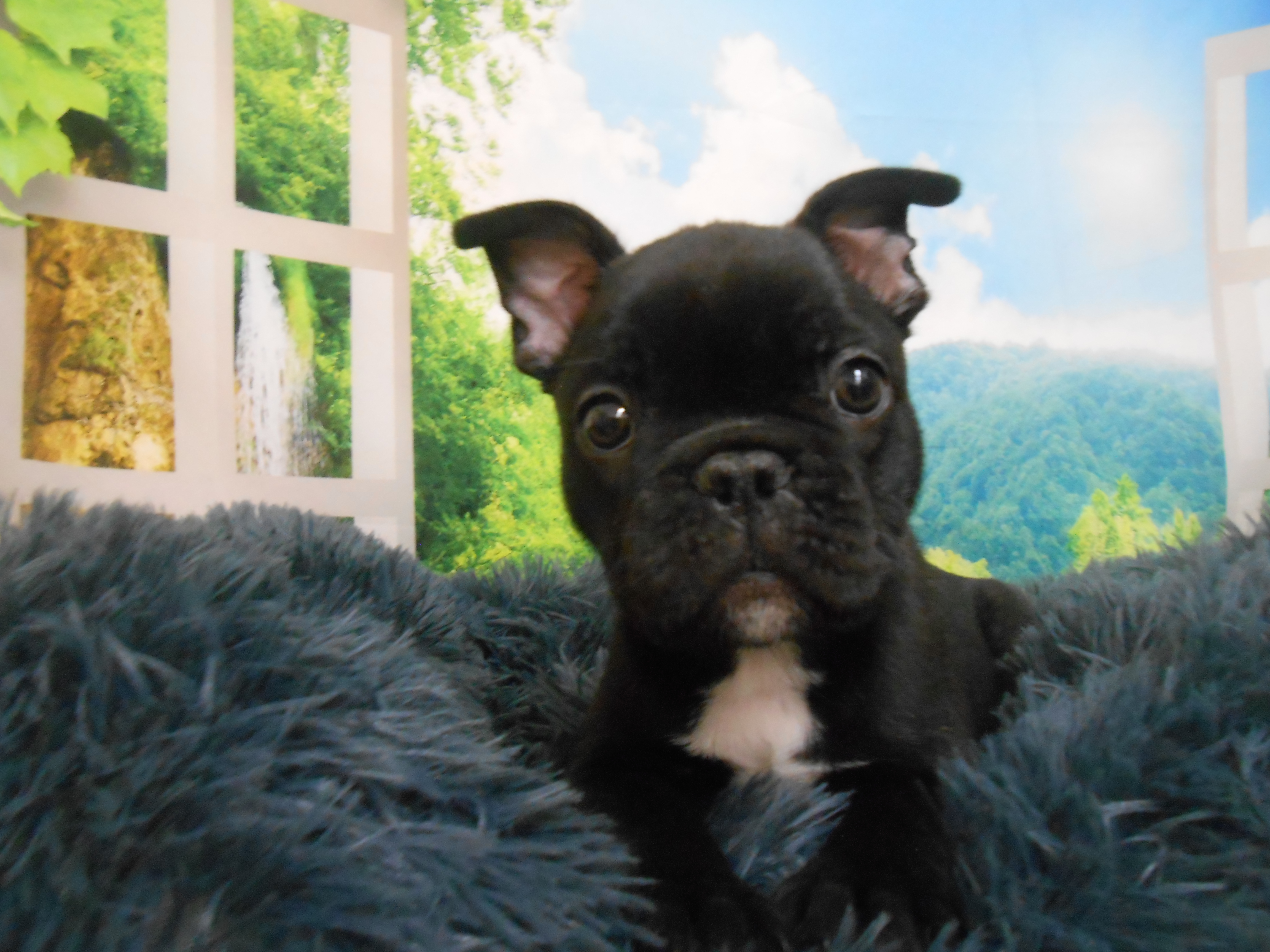 愛知県のフレンチブルドッグ (ペッツワン半田店/2025年10月27日生まれ/男の子/ブリンドル)の子犬