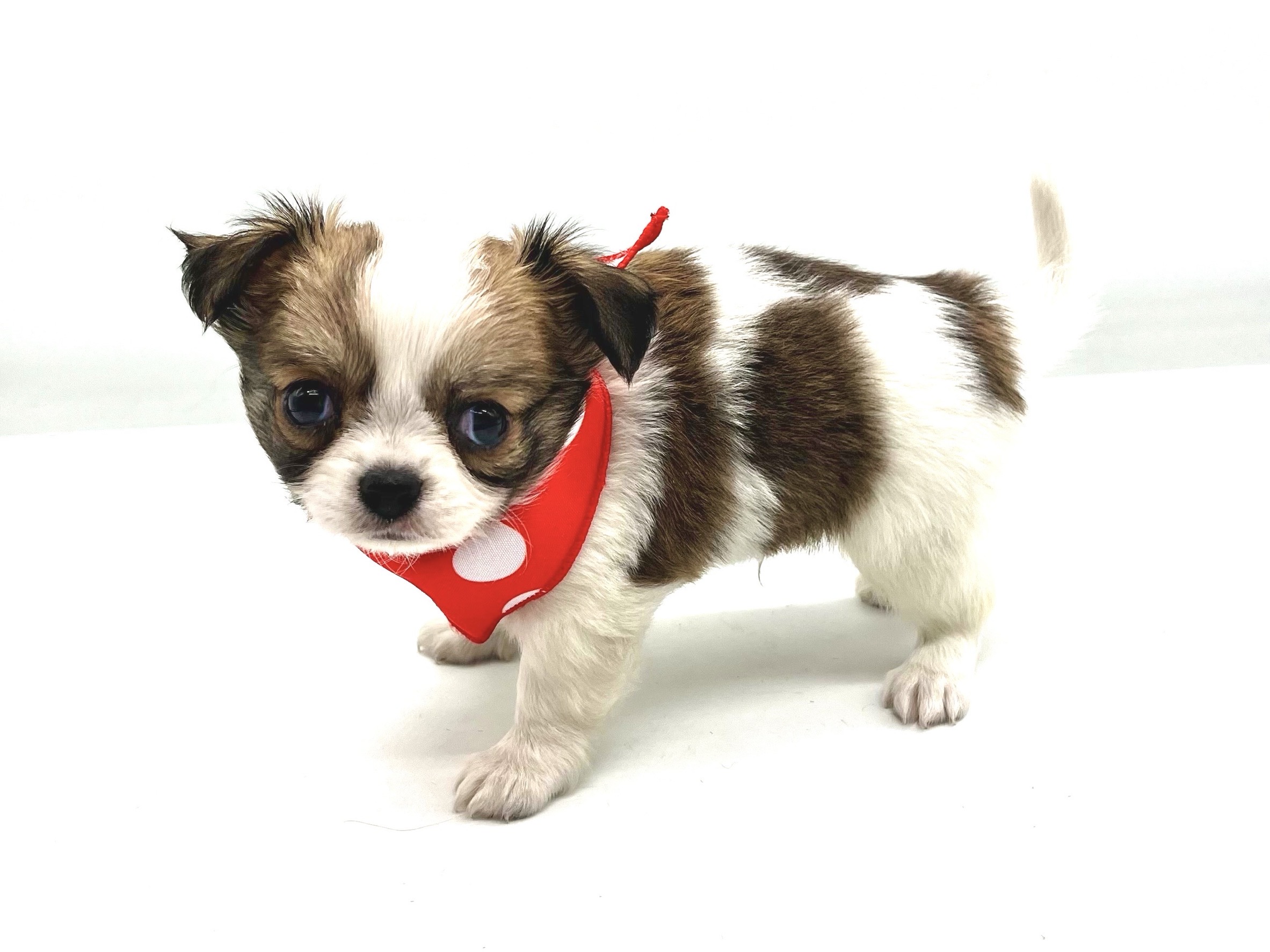 埼玉県のチワワ(ロング) (ペッツワンなめがわモール店/2025年10月14日生まれ/男の子/ホワイトレッド)の子犬