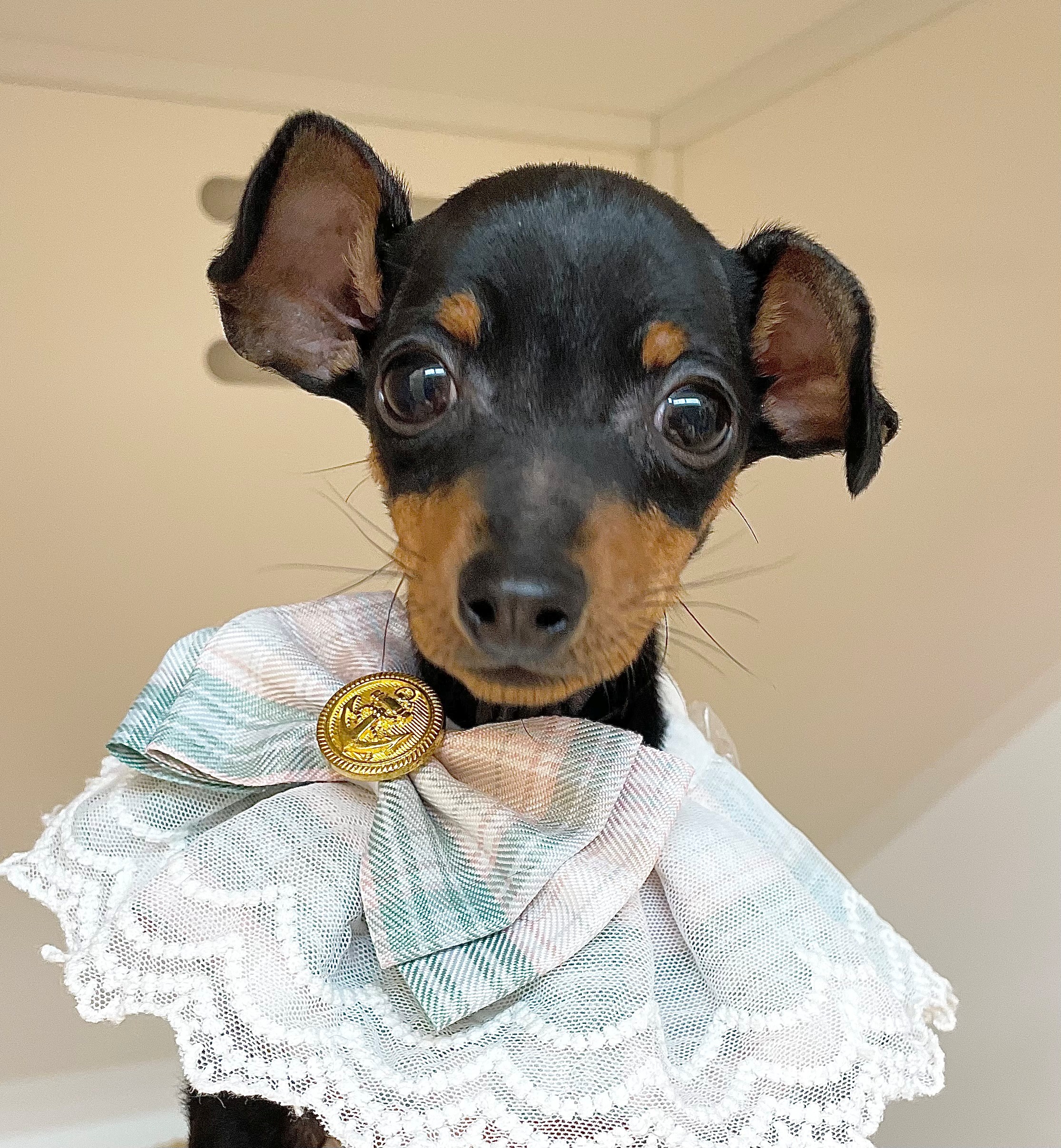 岐阜県のミニチュアピンシャー (ペッツワン可児店/2025年9月28日生まれ/男の子/ブラックタン)の子犬