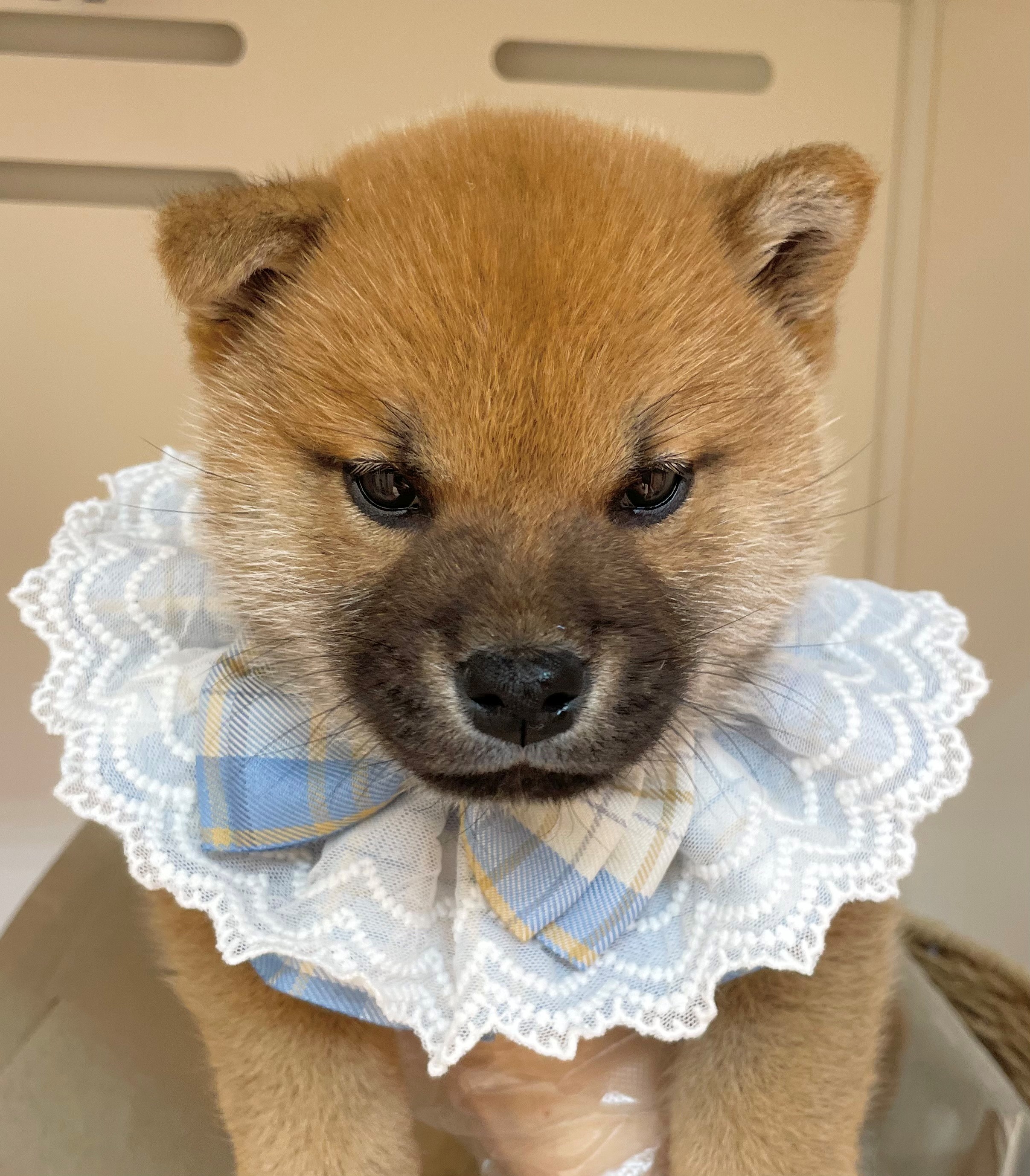 岐阜県の柴犬(標準サイズ) (ペッツワン可児店/2025年10月30日生まれ/男の子/赤)の子犬