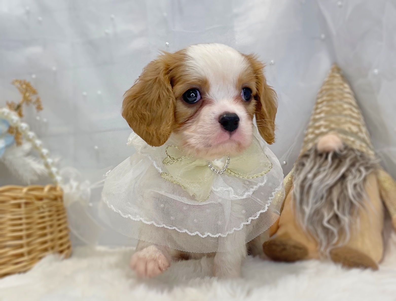 滋賀県のキャバリアキングチャールズスパニエル (ペッツワン堅田店/2025年10月29日生まれ/男の子/ブレンハイム)の子犬の2枚目の画像
