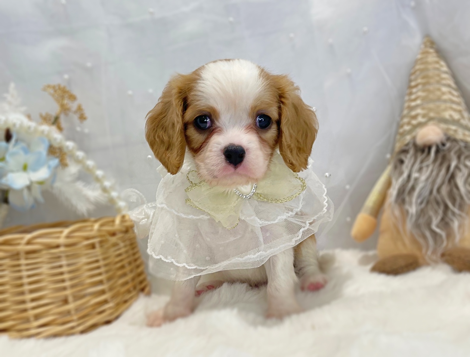 滋賀県のキャバリアキングチャールズスパニエル (ペッツワン堅田店/2025年10月29日生まれ/男の子/ブレンハイム)の子犬の1枚目の画像