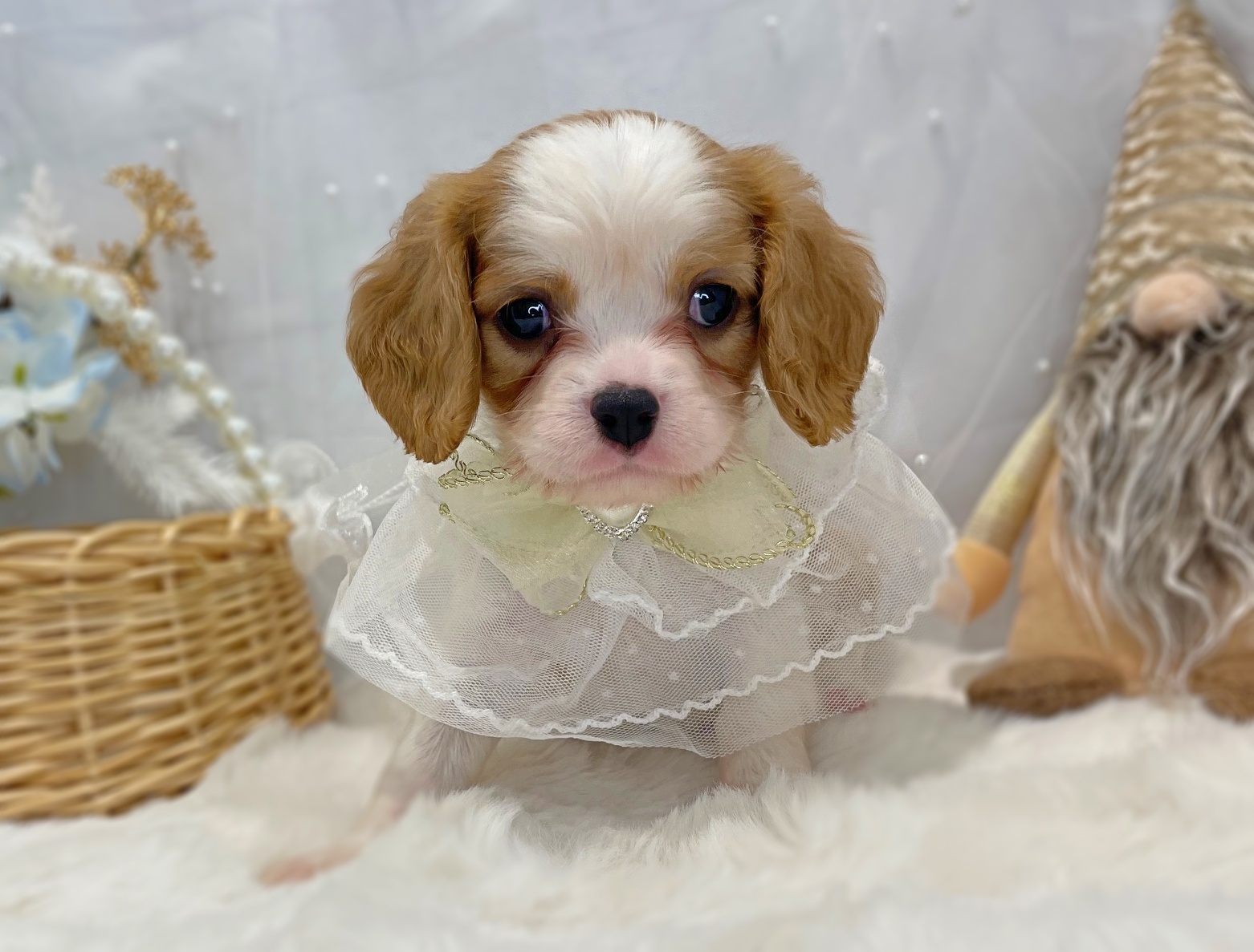 滋賀県のキャバリアキングチャールズスパニエル (ペッツワン堅田店/2025年10月29日生まれ/男の子/ブレンハイム)の子犬の3枚目の画像