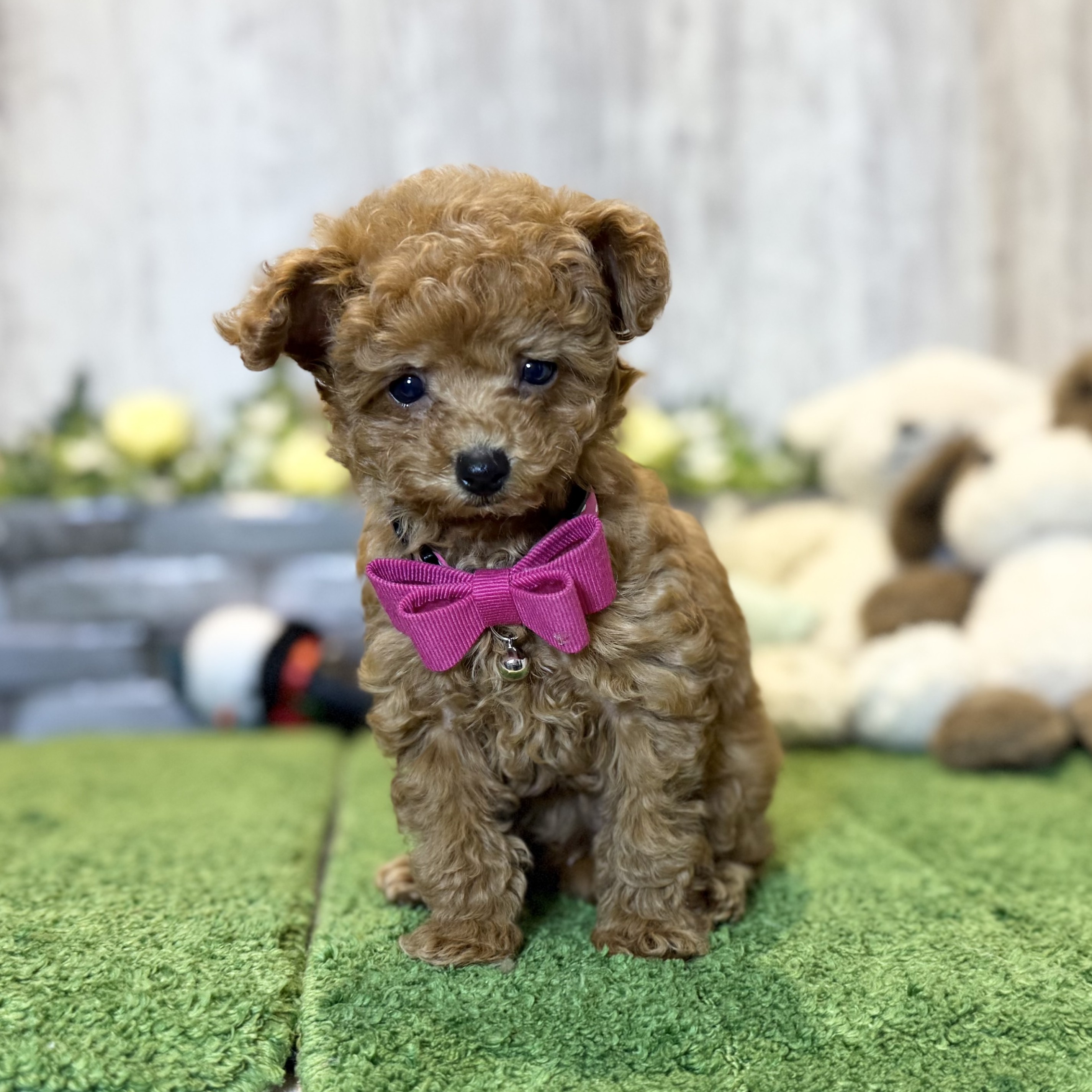 兵庫県のトイプードル(トイ) (ペッツワン姫路大津店/2025年10月29日生まれ/女の子/レッドフォーン)の子犬