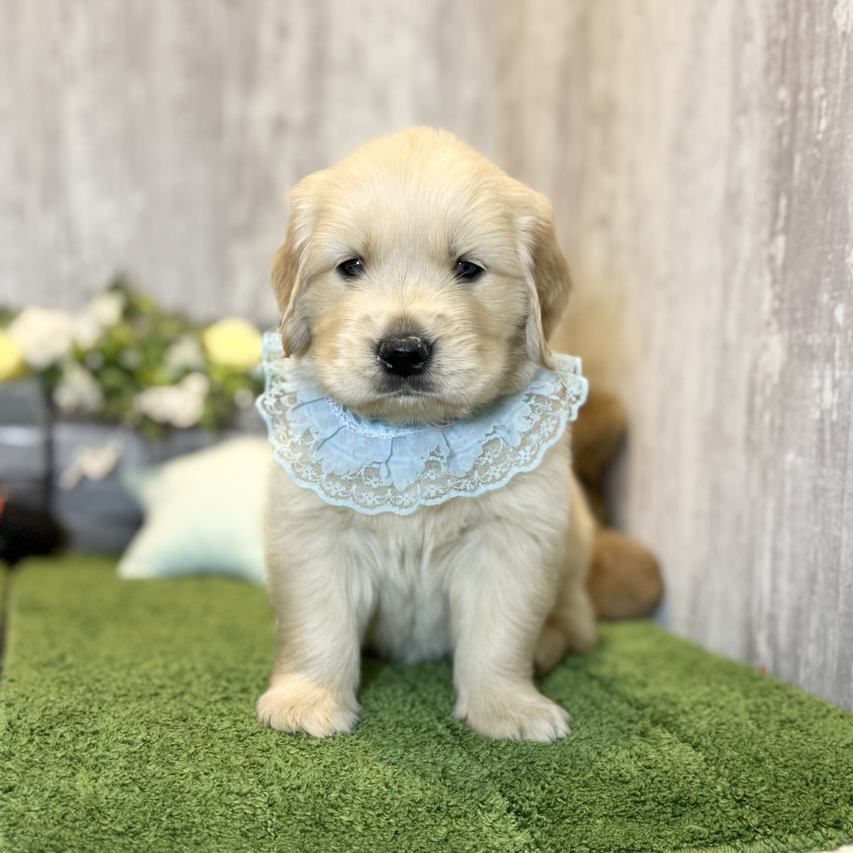 兵庫県のゴールデンレトリバー (ペッツワン姫路大津店/2025年10月29日生まれ/男の子/ゴールデン)の子犬