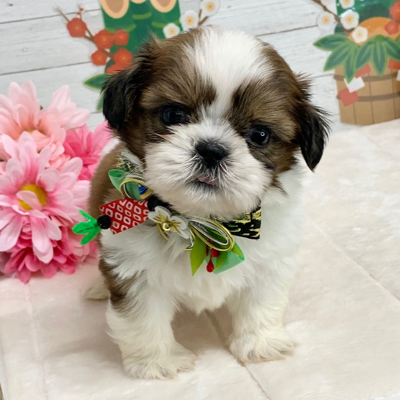 兵庫県のシーズー (ペッツワン神戸ひよどり台店/2025年10月18日生まれ/男の子/ホワイトゴールド)の子犬