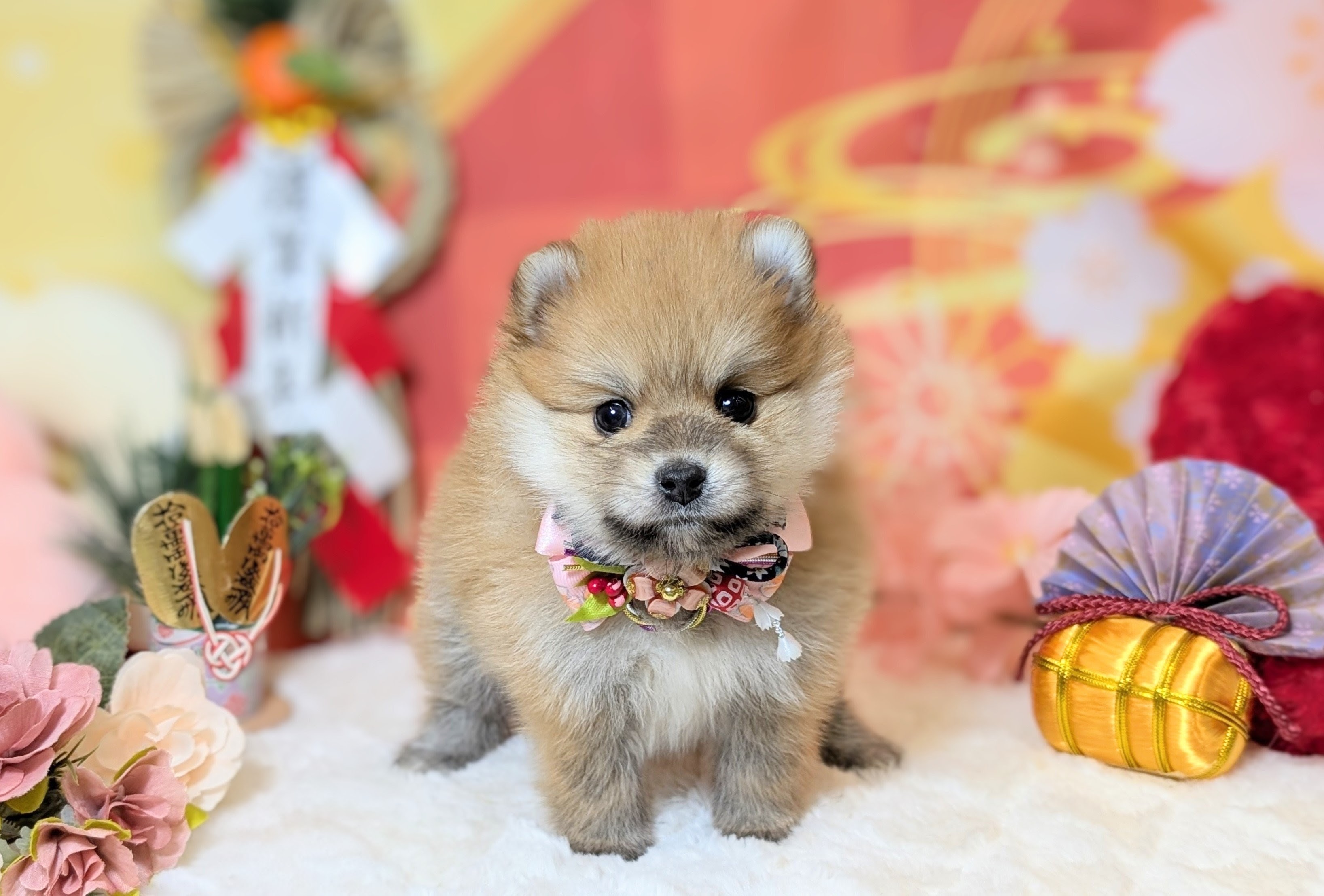 兵庫県のポメラニアン (ペッツワン神戸西神南店/2025年10月25日生まれ/女の子/オレンジ)の子犬