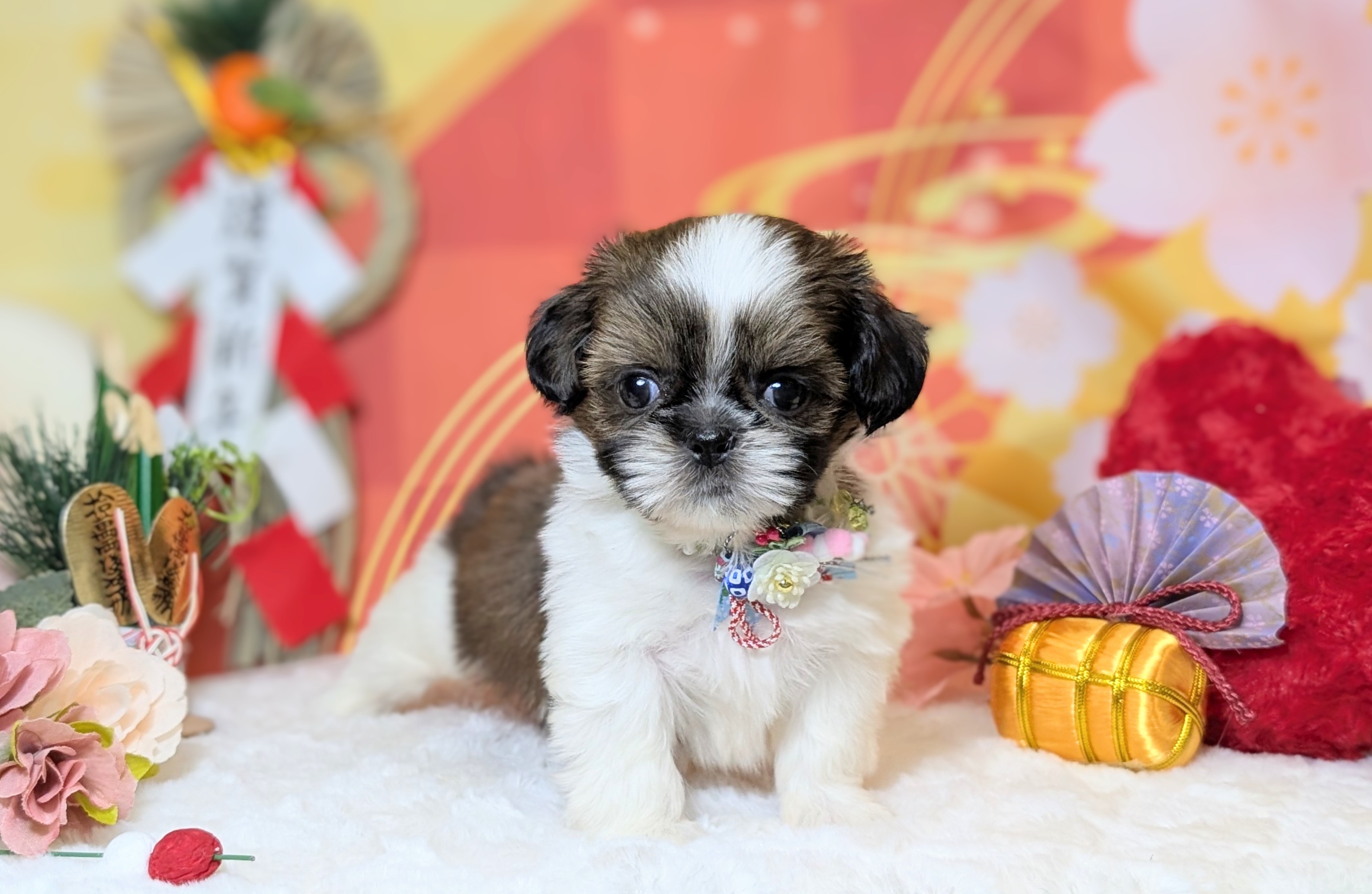兵庫県のシーズー (ペッツワン神戸西神南店/2025年10月18日生まれ/男の子/ホワイトゴールド)の子犬