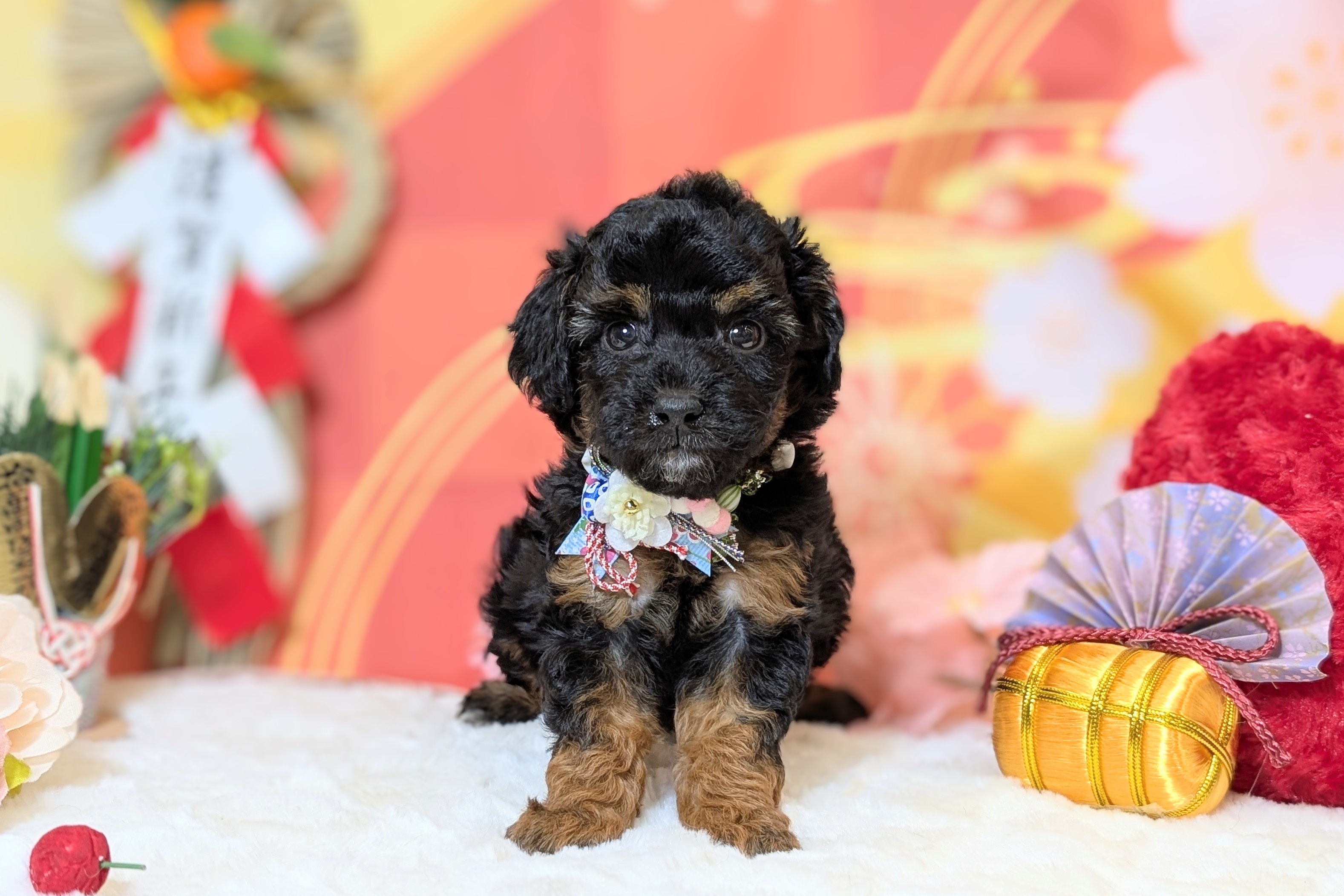 兵庫県のトイプードル(トイ) (ペッツワン神戸西神南店/2025年10月26日生まれ/男の子/ブラックタン)の子犬の1枚目の画像