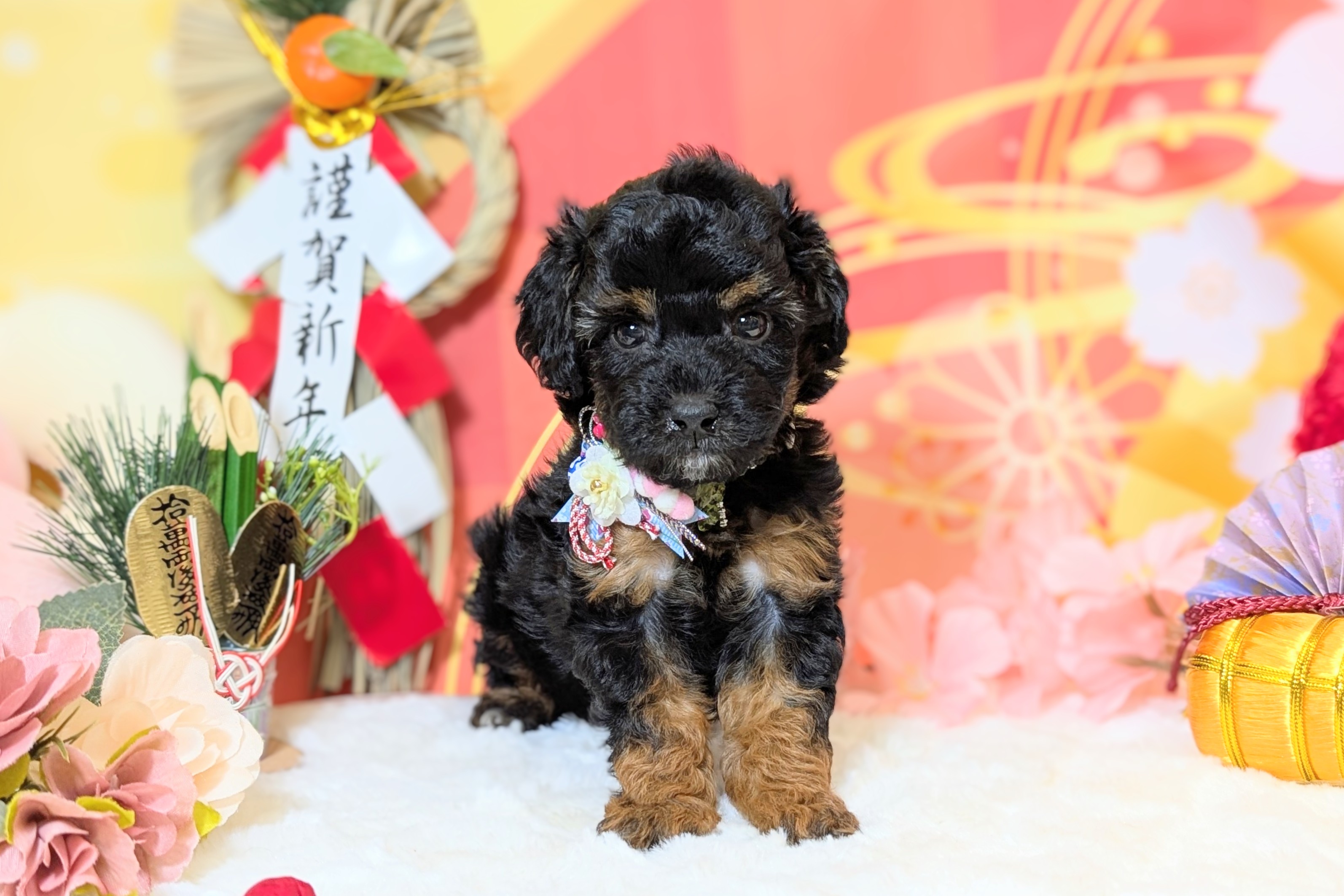 兵庫県のトイプードル(トイ) (ペッツワン神戸西神南店/2025年10月26日生まれ/男の子/ブラックタン)の子犬の3枚目の画像