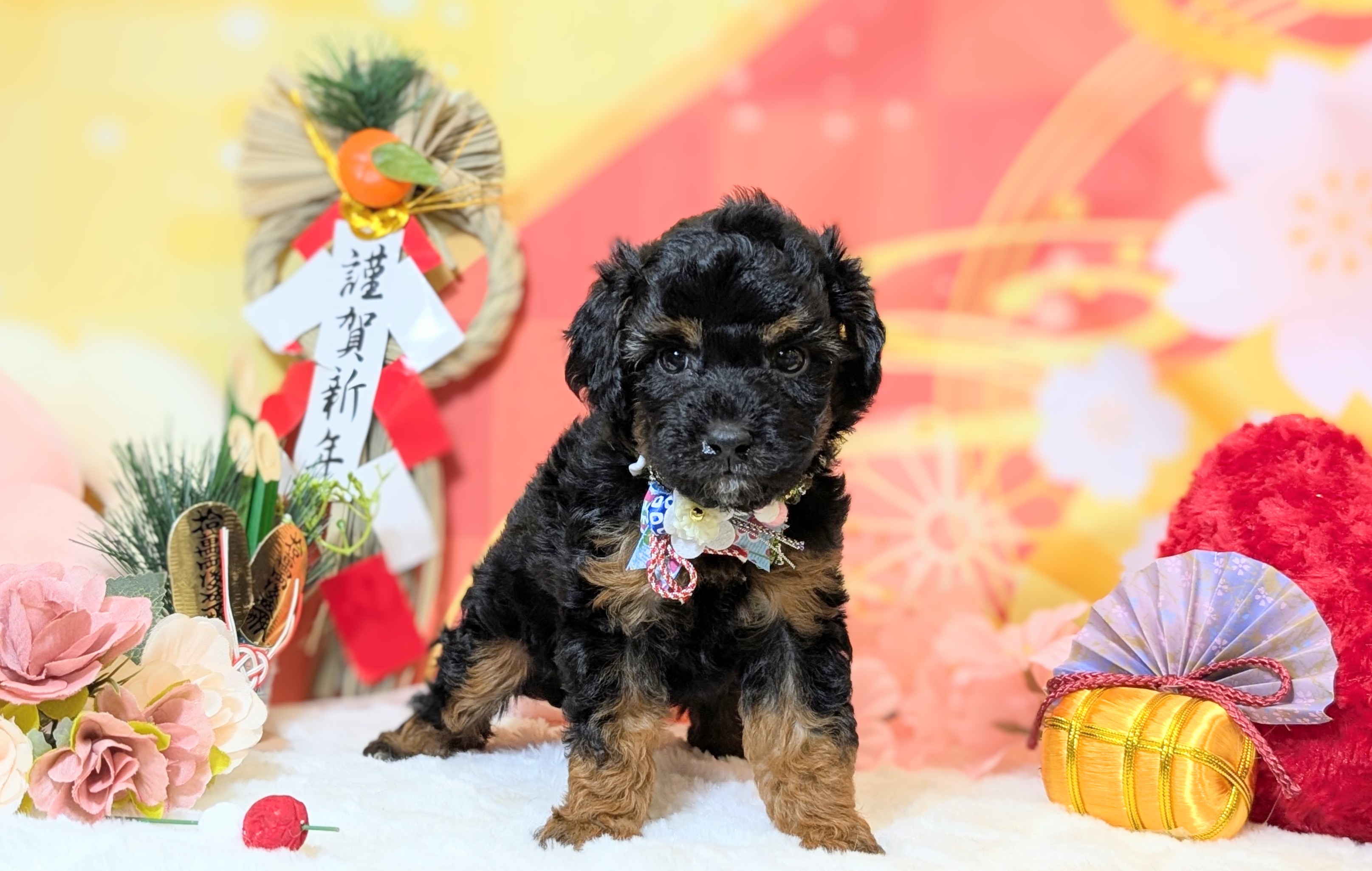 兵庫県のトイプードル(トイ) (ペッツワン神戸西神南店/2025年10月26日生まれ/男の子/ブラックタン)の子犬の2枚目の画像