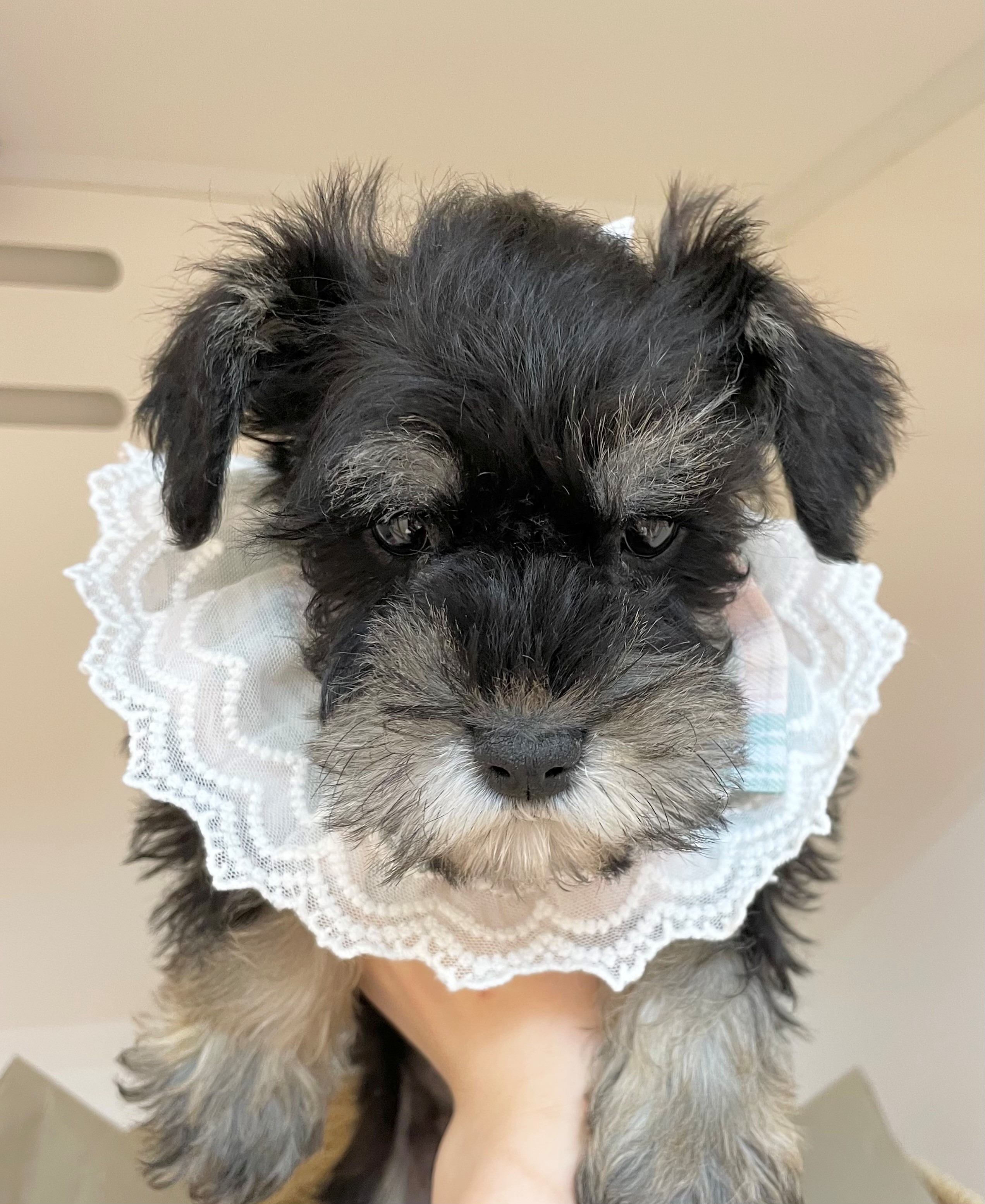 岐阜県のミニチュアシュナウザー (ペッツワン可児店/2025年10月30日生まれ/男の子/ブラックシルバー)の子犬