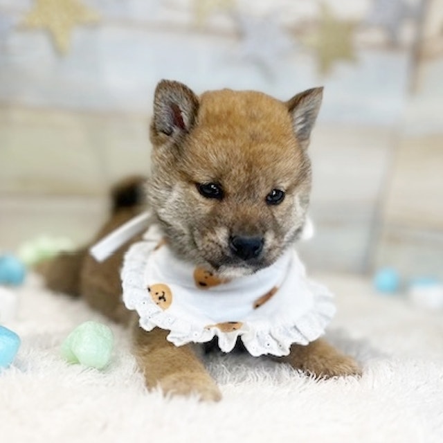 イヌ - 交野店 | ペッツワン