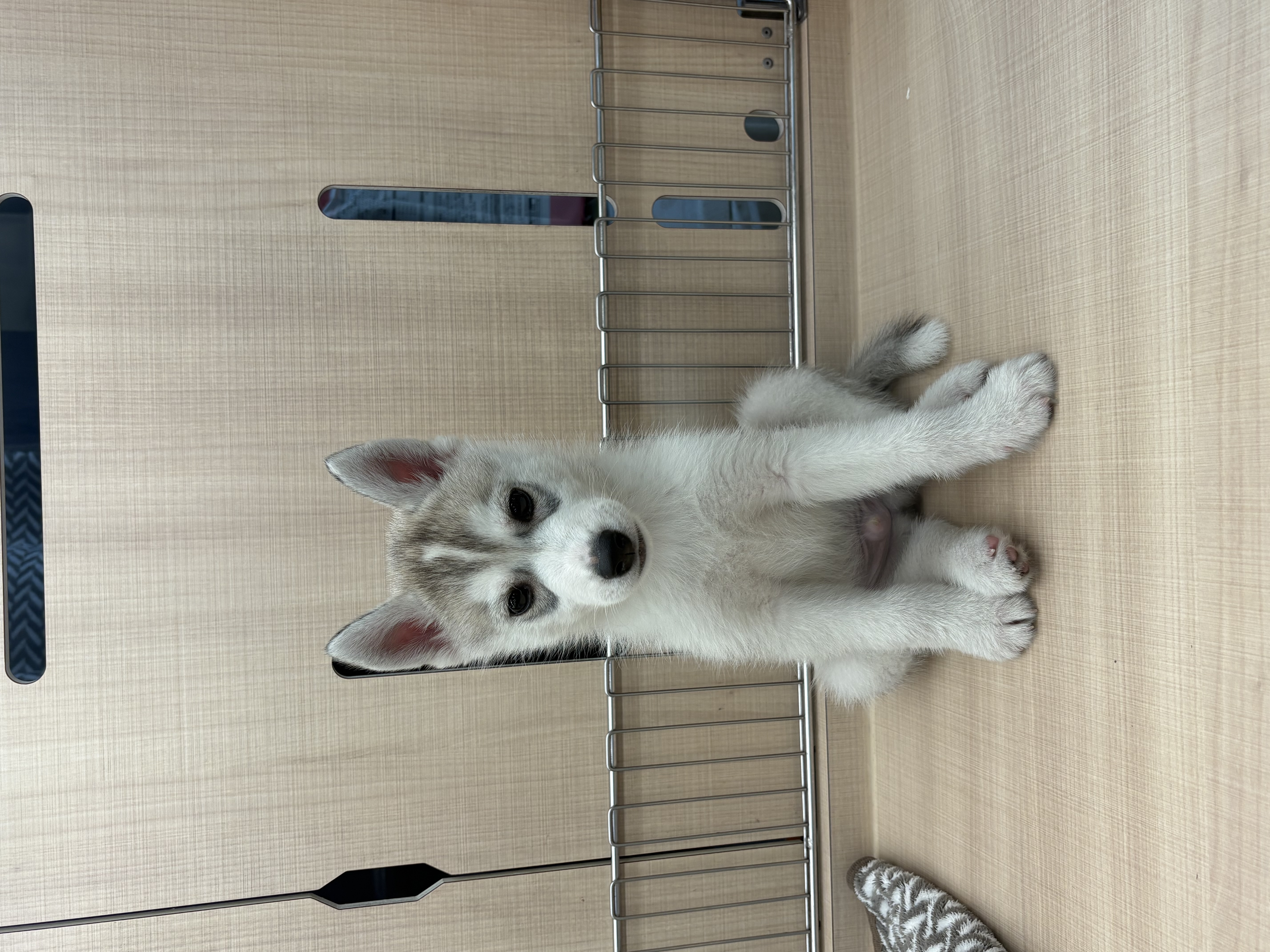 千葉県のシベリアンハスキー (ペッツワン佐倉店/2025年10月18日生まれ/男の子/シルバーホワイト)の子犬