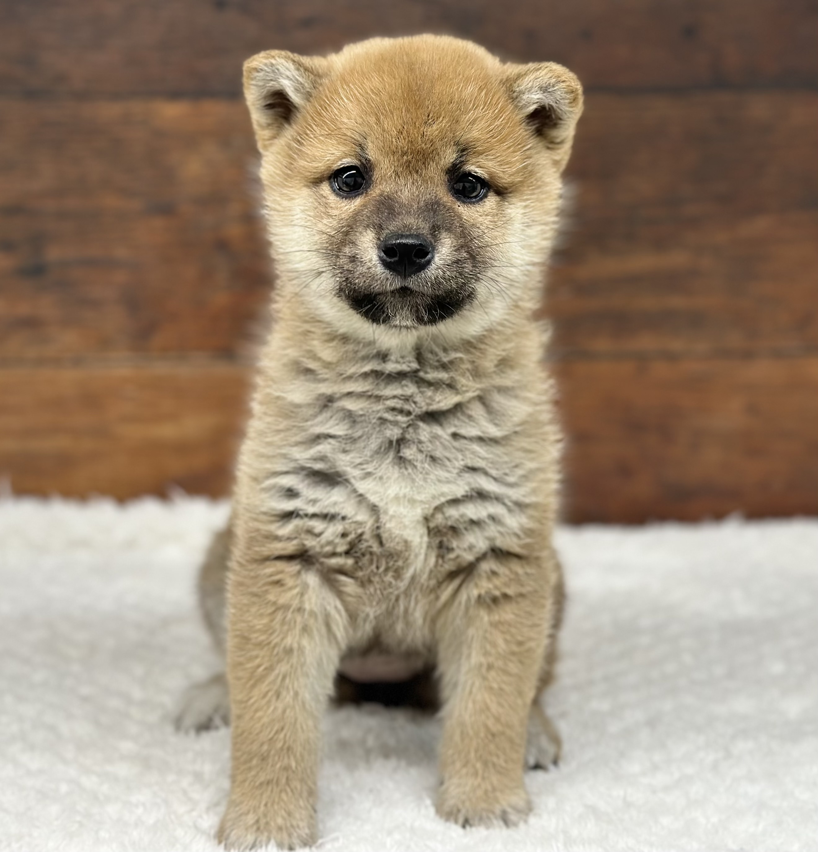 愛知県の柴犬(標準サイズ) (ペッツワン名古屋大高インター店/2025年10月30日生まれ/女の子/赤)の子犬
