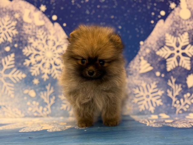 神奈川県のポメラニアン (ペッツワン秦野店/2025年10月23日生まれ/女の子/ウルフセーブル)の子犬