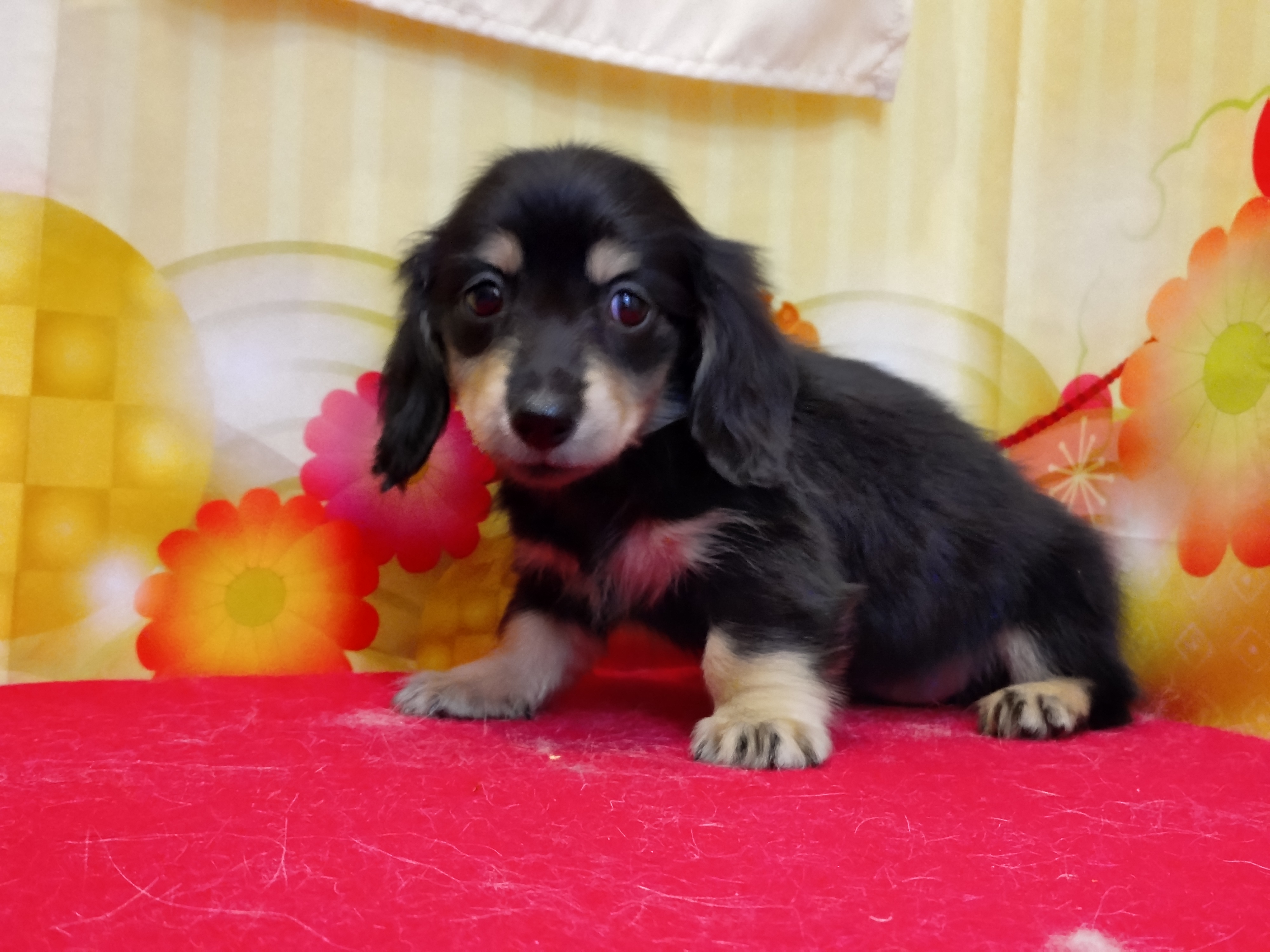 岐阜県のミニチュアダックスフンド(ロング) (ペッツワン関店/2025年11月2日生まれ/女の子/ブラックイエロー)の子犬