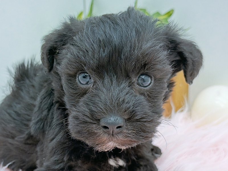 愛知県のハーフ犬・ミックス犬 (ペッツワン小牧店/2025年11月1日生まれ/男の子/ブラック)の子犬