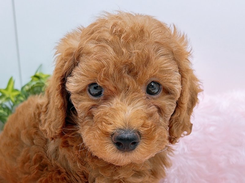 愛知県のミディアムプードル (ペッツワン小牧店/2025年11月1日生まれ/男の子/レッド)の子犬