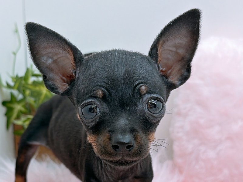 愛知県のミニチュアピンシャー (ペッツワン小牧店/2025年10月26日生まれ/男の子/ブラック)の子犬