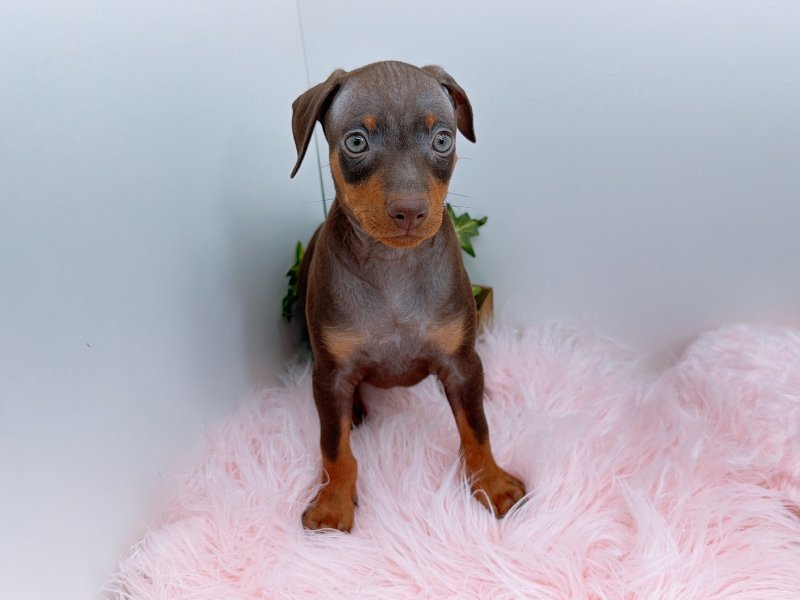 愛知県のミニチュアピンシャー (ペッツワン小牧店/2025年11月2日生まれ/男の子/ブラウン)の子犬