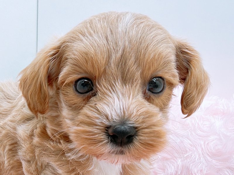 愛知県のハーフ犬・ミックス犬 (ペッツワン小牧店/2025年10月28日生まれ/女の子/クリーム)の子犬