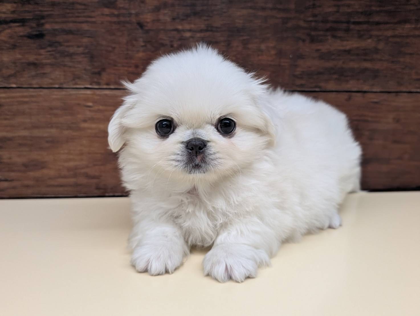愛知県のペキニーズ (ペッツワン名古屋大高インター店/2025年11月2日生まれ/女の子/ホワイト)の子犬