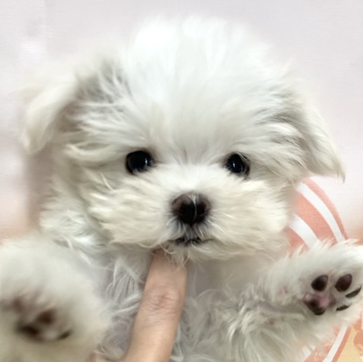 岡山県のマルチーズ (ペッツワンFC津山店/2025年10月24日生まれ/女の子/ホワイト)の子犬