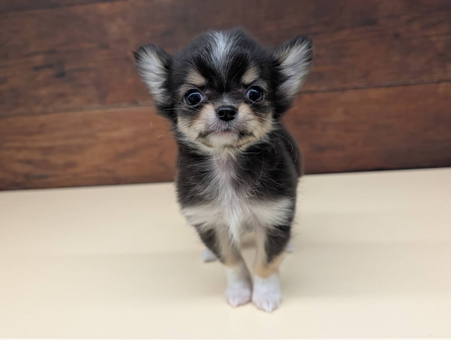 愛知県のチワワ(ロング) (ペッツワン名古屋大高インター店/2025年11月2日生まれ/男の子/ブラックタンホワイト)の子犬