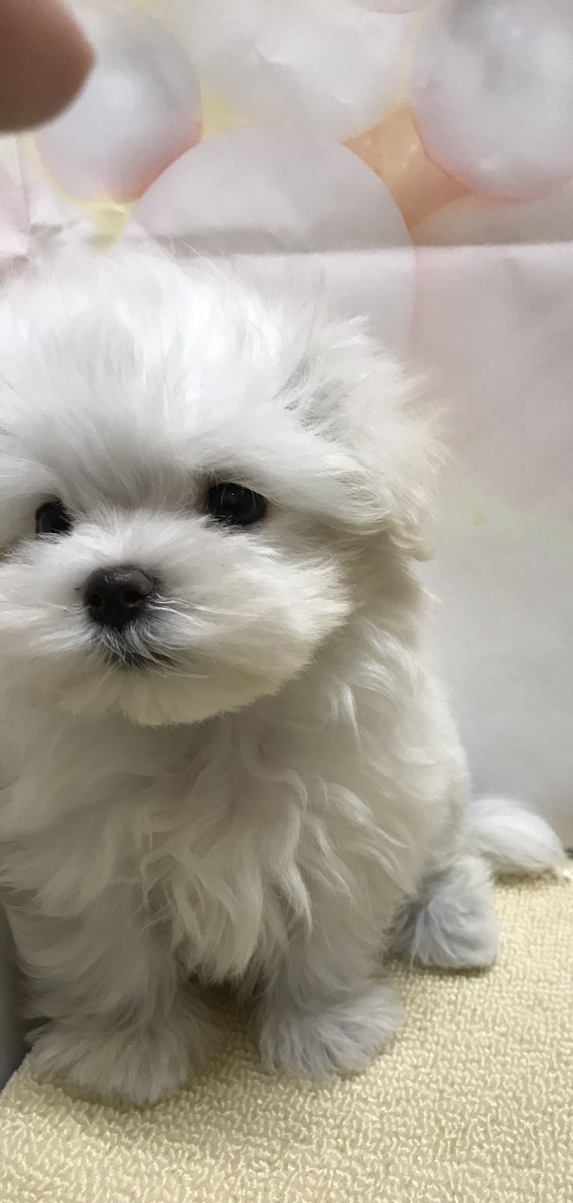 岡山県のマルチーズ (ペッツワンFC津山店/2025年10月24日生まれ/男の子/ホワイト)の子犬