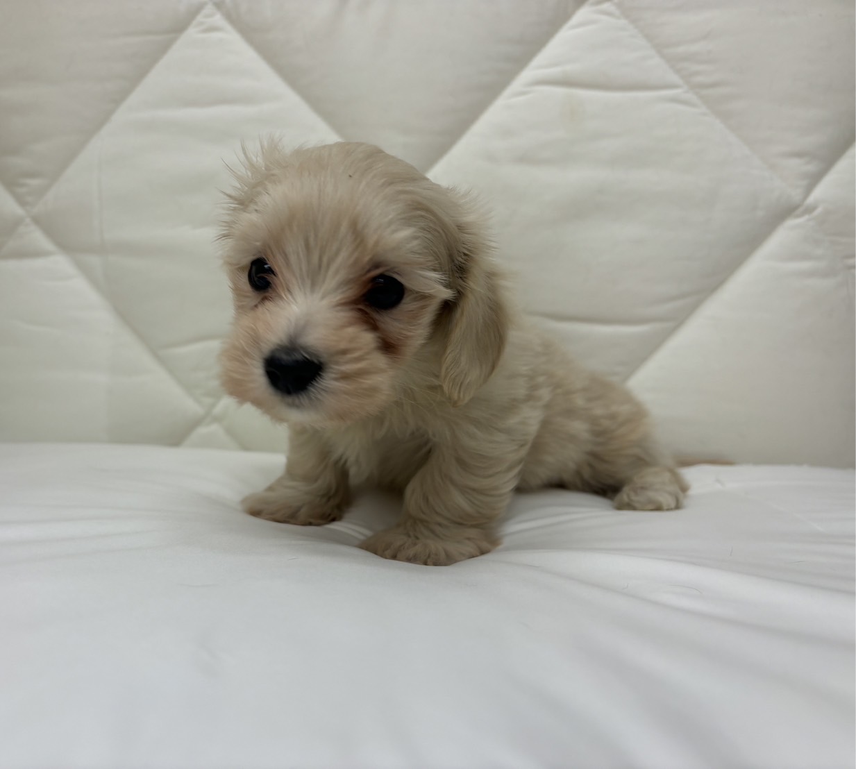 茨城県のハーフ犬・ミックス犬 (ペッツワン石岡玉里店/2025年10月30日生まれ/男の子/クリーム)の子犬