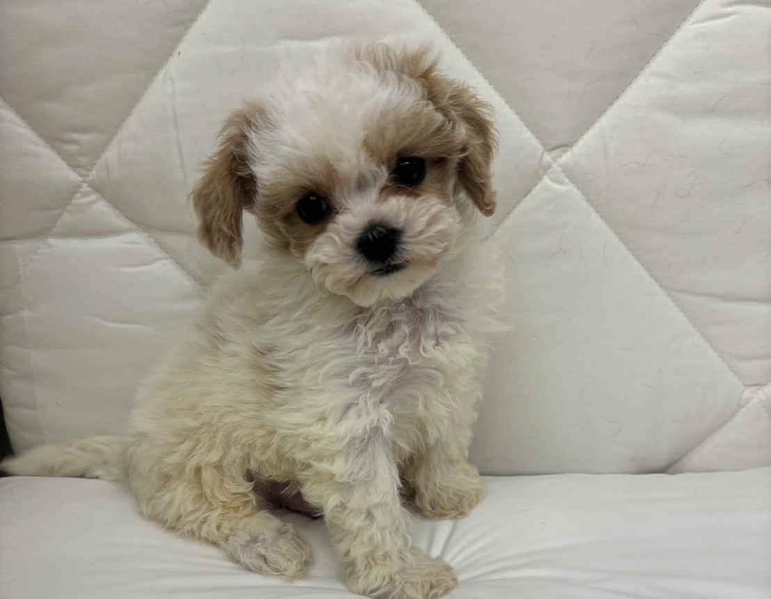 茨城県のハーフ犬・ミックス犬 (ペッツワン石岡玉里店/2025年10月30日生まれ/男の子/パティ)の子犬